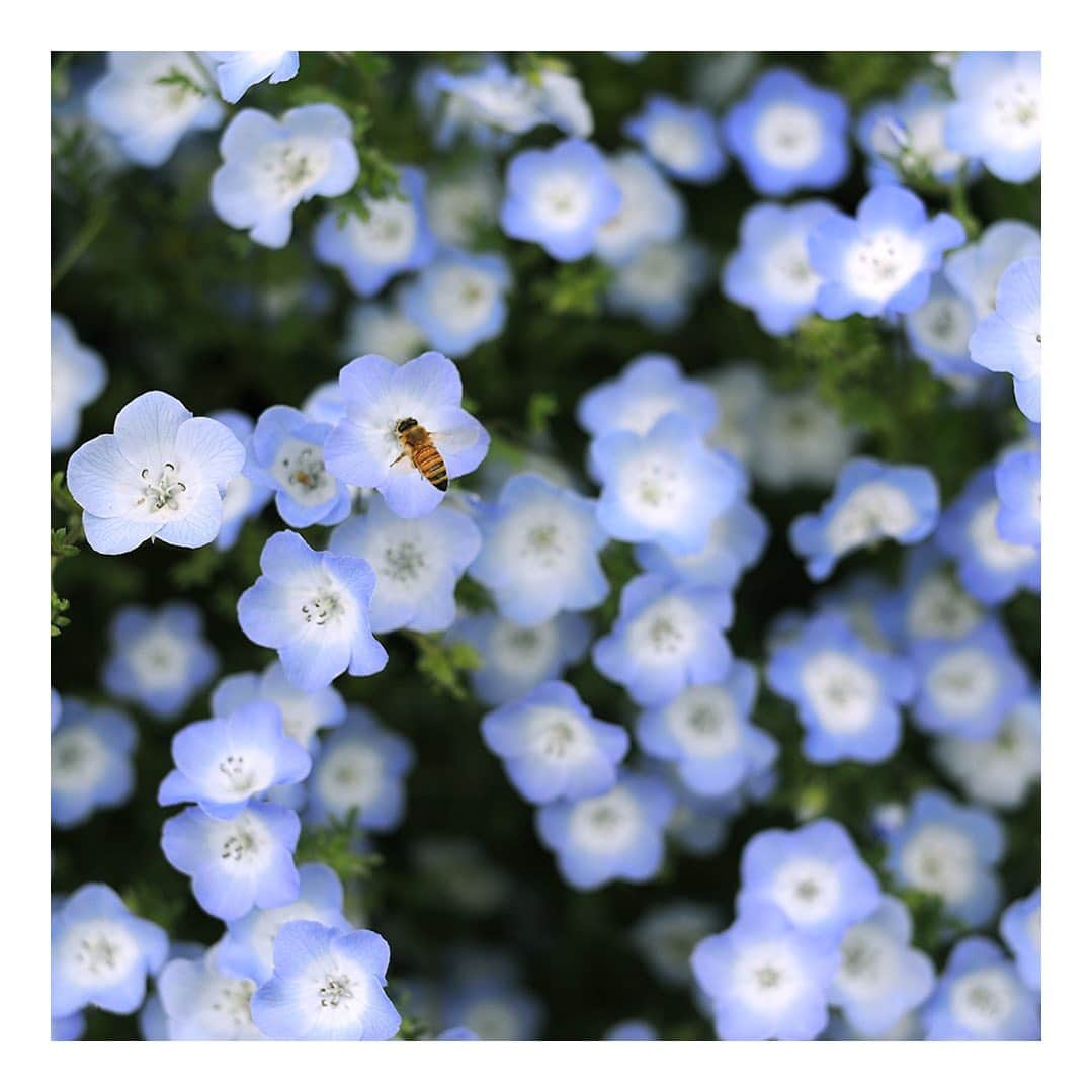 ハリウッドランチマーケットさんのインスタグラム写真 - (ハリウッドランチマーケットInstagram)「﻿ 【季節の花】﻿ ●ルリカラクサ﻿ 一般的にネモフィラと呼ばれる瑠璃唐草は、名前の通り瑠璃のように美しい青色の花を咲かせる、今の時期に見ごろを迎える一年草です。﻿ 横に這うように生長するので群生地では「青い絨毯のよう」と言われ、訪れた人々の目を楽しませています。」4月24日 17時00分 - seilin_official