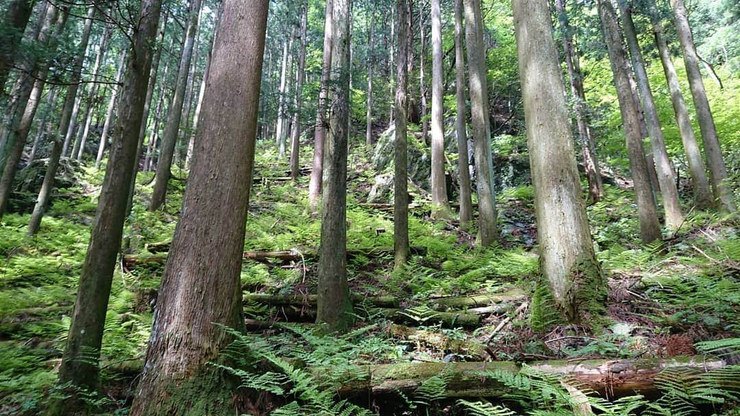 桜花さんのインスタグラム写真 - (桜花Instagram)「おやすみなさい✨  みなさん素敵な夢を。。。🍀 緑を見てると落ち着きますね🍀  早く世界も落ち着きますように。。🍀 写真はいつかの山です✨  #おやすみなさい  #森  #元気もりもり  #緑  #green #goodnight #forest  #mountain  #tree #trees  #power  #」4月25日 3時20分 - mountainohka