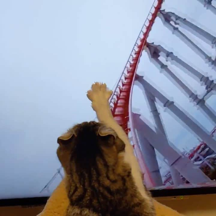 スノーのインスタグラム：「This is how bad I wanna go to the amusement park😔 Full screen version on YouTube channel🎬 ・ #事態収束したら暴れるぞぉぉお！ ・ #meowed #catsofinstagram #cats_of_instagram #catstagram #catofinstagram #instagood #cat #cats #kucing #gato #chat #catloversclub #catlover #9gag #weeklyfluff #kedi #katze #kawaii #neko #instagramjapan #고양이 #кот #แมว #猫 #ふわもこ部 #ペコねこ部」