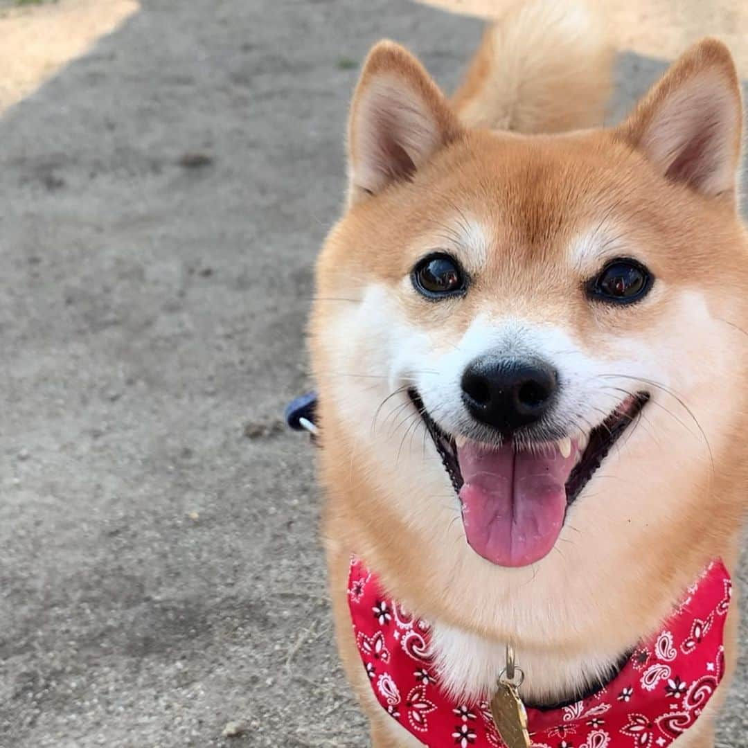 豆柴 サニーちゃんさんのインスタグラム写真 - (豆柴 サニーちゃんInstagram)「. . サニーちゃん わんにゃんレスキュープロジェクト のアンバサダーをさせて頂きました🐻🌷 . おうちで寄付ができる💓 【シマホスマイルキャンペーン✨】 . ◼︎わんにゃんレスキュー公式アカウント @wannyanrescue  をフォロー . ◼︎#シマホスマイル のハッシュダクをつけて ペットのかわいい笑顔を投稿✨ (笑顔じゃなくても🆗だよ) . すると〜 1投稿×10ｇのフードが🍚 保護団体「ねこかつ」さんへ寄付されるよ🍀 さらに抽選でステキな賞品が当たります🎁 . 期間➡︎4月24日(金)～6月27日(土) . おうちでゆっくりペットの かわいい笑顔を撮って投稿するだけ〜 なんて素敵なキャンペーン☺️💕 . . わんちゃん・ねこちゃん共に 賞品があるのでどしどし応募してね🐕🐈 . . #わんにゃんレスキュープロジェクト #シマホスマイル #ねこかつ #保護活動 #スマイルはプライスレス #笑顔が人を幸せにする #PR . #柴犬#豆柴 #赤柴#豆柴子犬 #まめしば#いぬのきもち#ふわもこ部 #サンデイ#サンデイいぬ組#anicas#shiba_snap #shibainu#shiba#mameshiba#shibastagram #mameshibapuppy#shibapuppy #豆柴サニーちゃん#豆柴ラムちゃん#さにらむたん #さにらむ2020」4月24日 19時02分 - sunny_rei_32