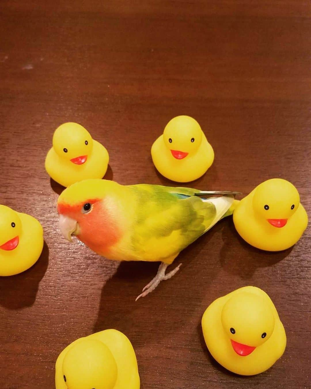 ヤマト（はやぶさ）のインスタグラム：「#はやぶさ　#コザクラインコ  #影分身」