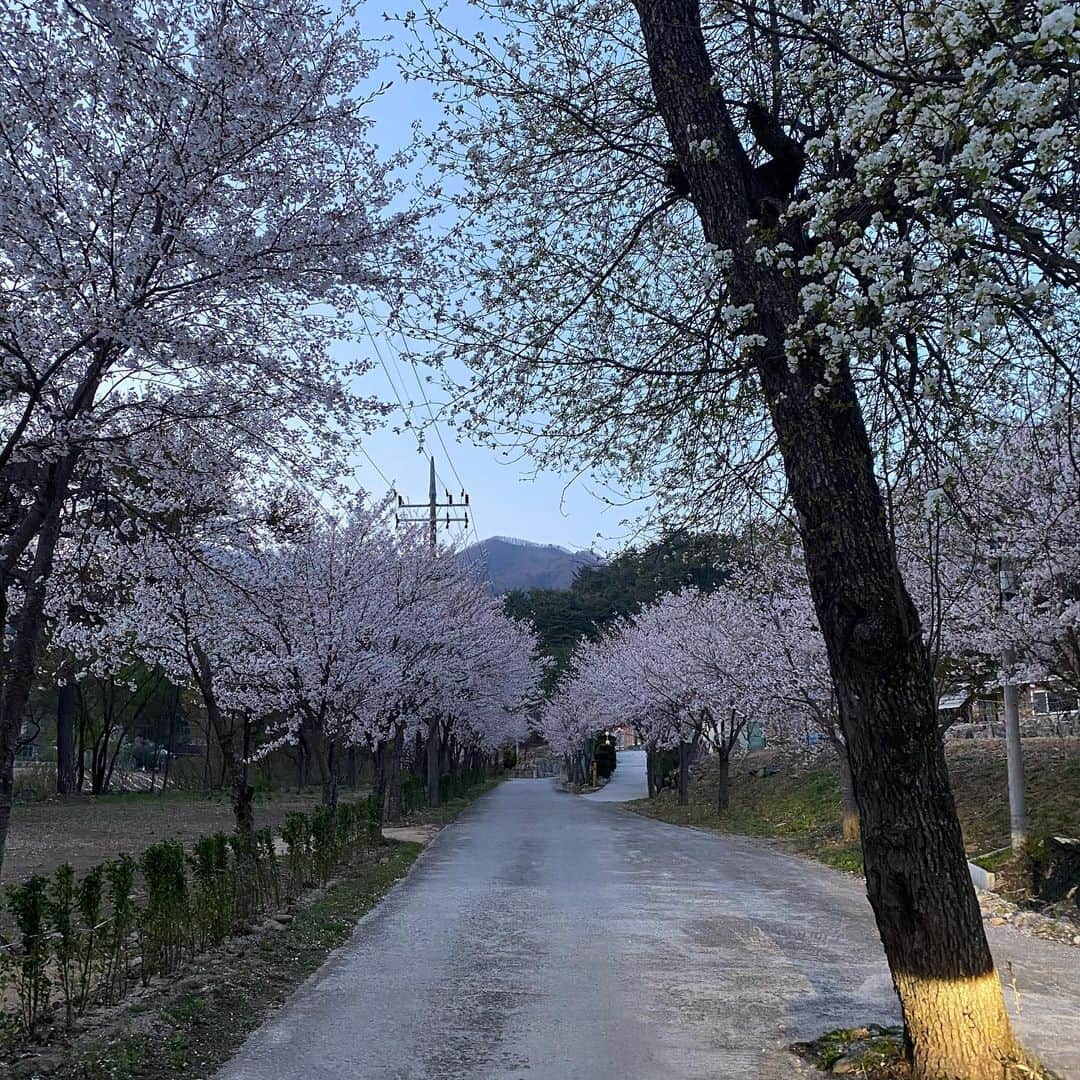 ユ・ミンギュさんのインスタグラム写真 - (ユ・ミンギュInstagram)「다시 만나 반가운 벚꽃 강원도 부모님집🥺」4月24日 19時21分 - m5577881