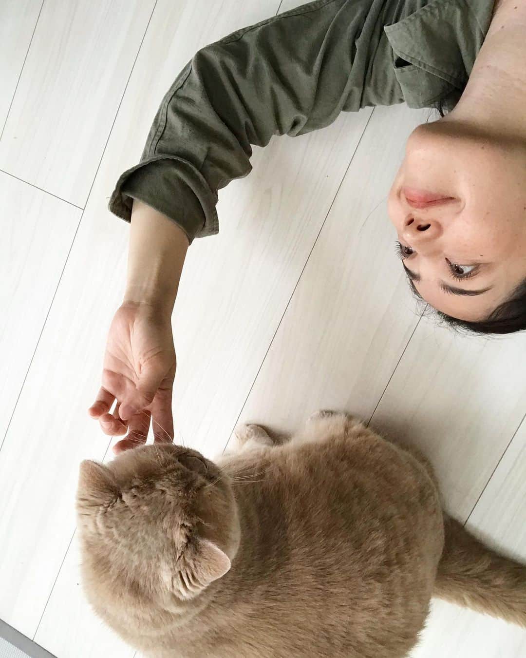 濱中鮎子のインスタグラム：「ただチャイを愛でるだけのストーリー。  その後、恒例のカリカリまえがり大会が始まったのである。  #お嬢お昼寝中  #cat #ネコ #小心者の親分 #チャイ坊 #チャイ #chai #britishshorthair #ブリティッシュショートヘア #クラッシュフェイス #ぶチャイく #愛の交歓」