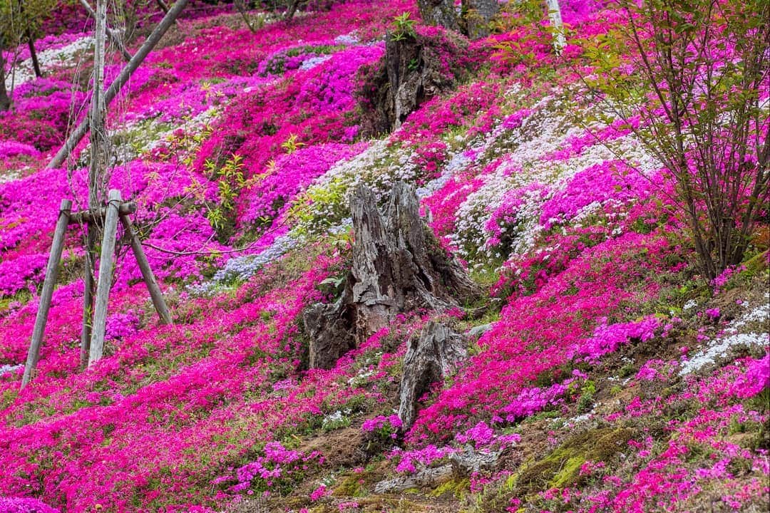 鹿児島よかもん再発見さんのインスタグラム写真 - (鹿児島よかもん再発見Instagram)「指宿スカイラインにある @keikaen6366 さんへ(^-^)/ 緊急事態宣言直前。人との距離、接触回避を意識しながら訪ねてきました。  ただ、ご紹介するとなると影響もあるでは考え、紹介する場所を訪ねたタイミング、季節性のピークが落ち着いた段階で御案内することにしました。。なんとも心苦しいです。  桂花園さん。10年の月日を費やし整えられた園内は季節の植物が素晴らしい顔を見せてくれます。  #鹿児島 #鹿児島観光 #どんどん鹿児島 #桂花園 #芝桜 #指宿スカイライン #kagoshima #kagoshimaphotograph」4月24日 20時05分 - kagoshimayokamon