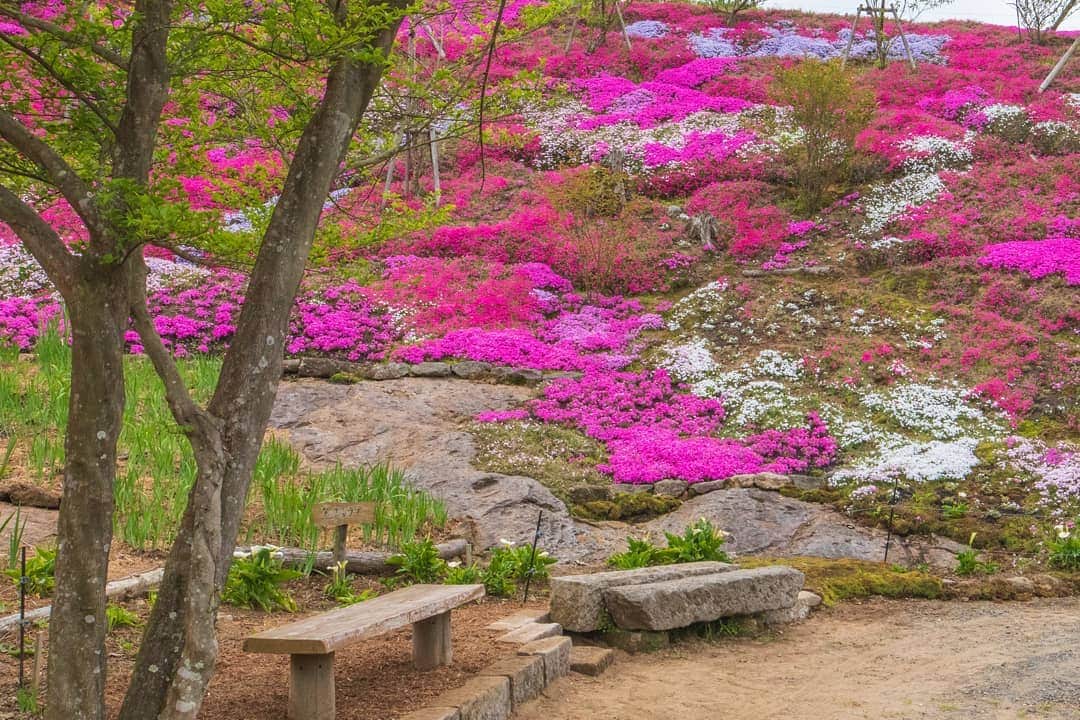 鹿児島よかもん再発見さんのインスタグラム写真 - (鹿児島よかもん再発見Instagram)「指宿スカイラインにある @keikaen6366 さんへ(^-^)/ 緊急事態宣言直前。人との距離、接触回避を意識しながら訪ねてきました。  ただ、ご紹介するとなると影響もあるでは考え、紹介する場所を訪ねたタイミング、季節性のピークが落ち着いた段階で御案内することにしました。。なんとも心苦しいです。  桂花園さん。10年の月日を費やし整えられた園内は季節の植物が素晴らしい顔を見せてくれます。  #鹿児島 #鹿児島観光 #どんどん鹿児島 #桂花園 #芝桜 #指宿スカイライン #kagoshima #kagoshimaphotograph」4月24日 20時05分 - kagoshimayokamon