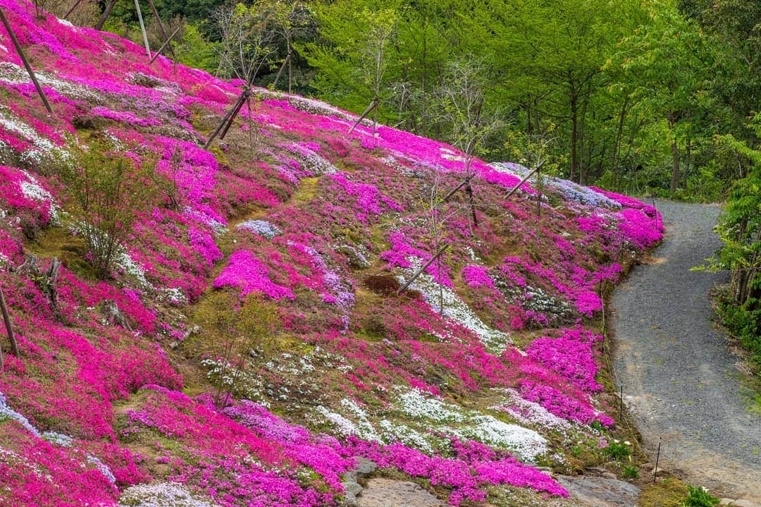 鹿児島よかもん再発見さんのインスタグラム写真 - (鹿児島よかもん再発見Instagram)「指宿スカイラインにある @keikaen6366 さんへ(^-^)/ 緊急事態宣言直前。人との距離、接触回避を意識しながら訪ねてきました。  ただ、ご紹介するとなると影響もあるでは考え、紹介する場所を訪ねたタイミング、季節性のピークが落ち着いた段階で御案内することにしました。。なんとも心苦しいです。  桂花園さん。10年の月日を費やし整えられた園内は季節の植物が素晴らしい顔を見せてくれます。  #鹿児島 #鹿児島観光 #どんどん鹿児島 #桂花園 #芝桜 #指宿スカイライン #kagoshima #kagoshimaphotograph」4月24日 20時05分 - kagoshimayokamon