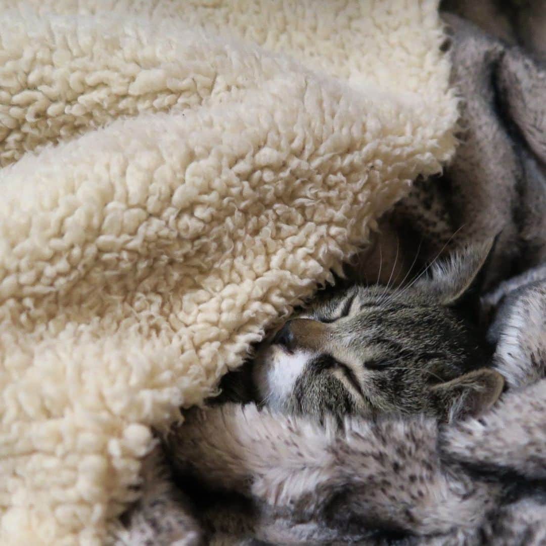 takegaeruのインスタグラム：「おくるみてんちゃん このカモフラ柄毛布を掛けてあげると瞬殺でスヤァ😴でした 可愛いなぁ❤️ #猫 #cat #よもねこ #よもぎねこ #キジトラ #きじとら」