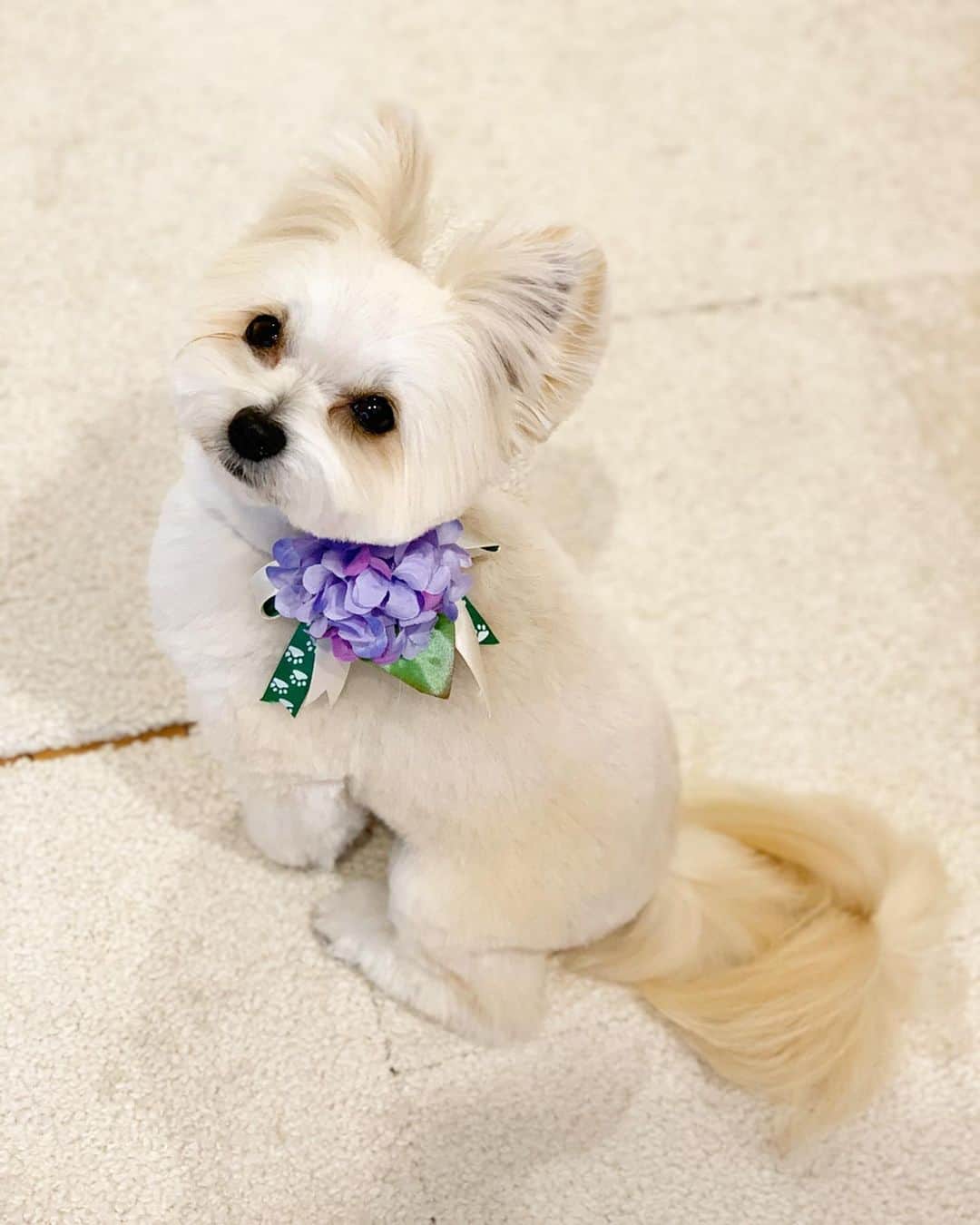 チャン・リーメイさんのインスタグラム写真 - (チャン・リーメイInstagram)「散髪したゾ〜〜✨ ✴︎ 見よ💓この美しいカットライン😊 ✴︎ ハート犬♥️ ✴︎ 季節先取りのアジサイ付き💓 ✴︎ #ハート犬　#トリミングしたて #パウベリー　#散髪🐶　#ポメラニアンミックス　#元保護犬　#保護犬を家族に」4月24日 20時16分 - limeichiang