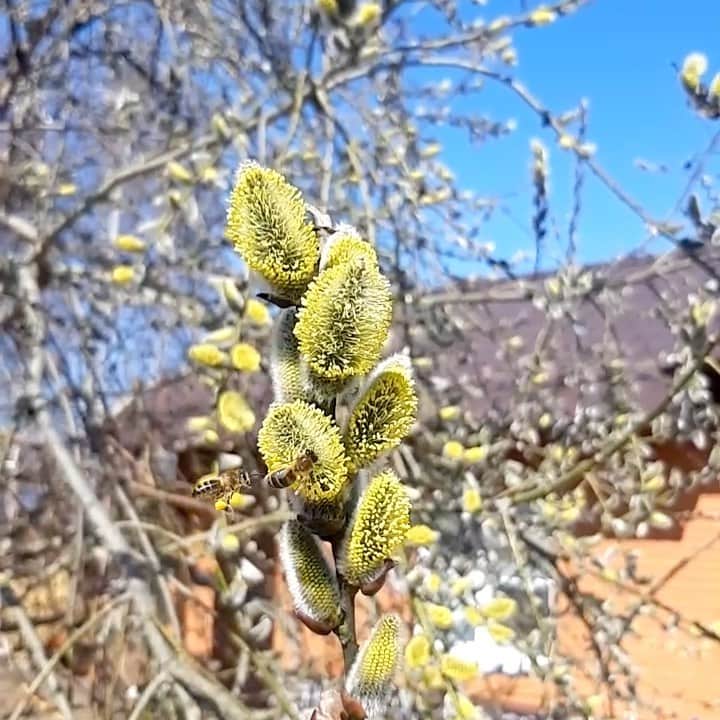 望月一花のインスタグラム