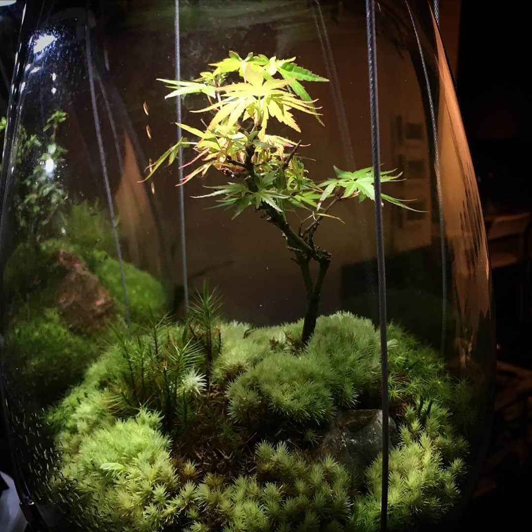 Mosslight-LEDさんのインスタグラム写真 - (Mosslight-LEDInstagram)「#mosslight#モスライト#苔#コケ#mossy#mossa#moss#terrarium #テラリウム#indoorgreen#plants#コケテラリウム#苔テラリウム#mossterrarium#mossarium#照明器具#lightingfixture#コケあかり#LED照明付テラリウム#パルダリウム#paludarium#インドアグリーン#照明デザイン#mosslightled#indoorgreens#インテリアグリーンのある生活」4月24日 20時32分 - mosslight1955