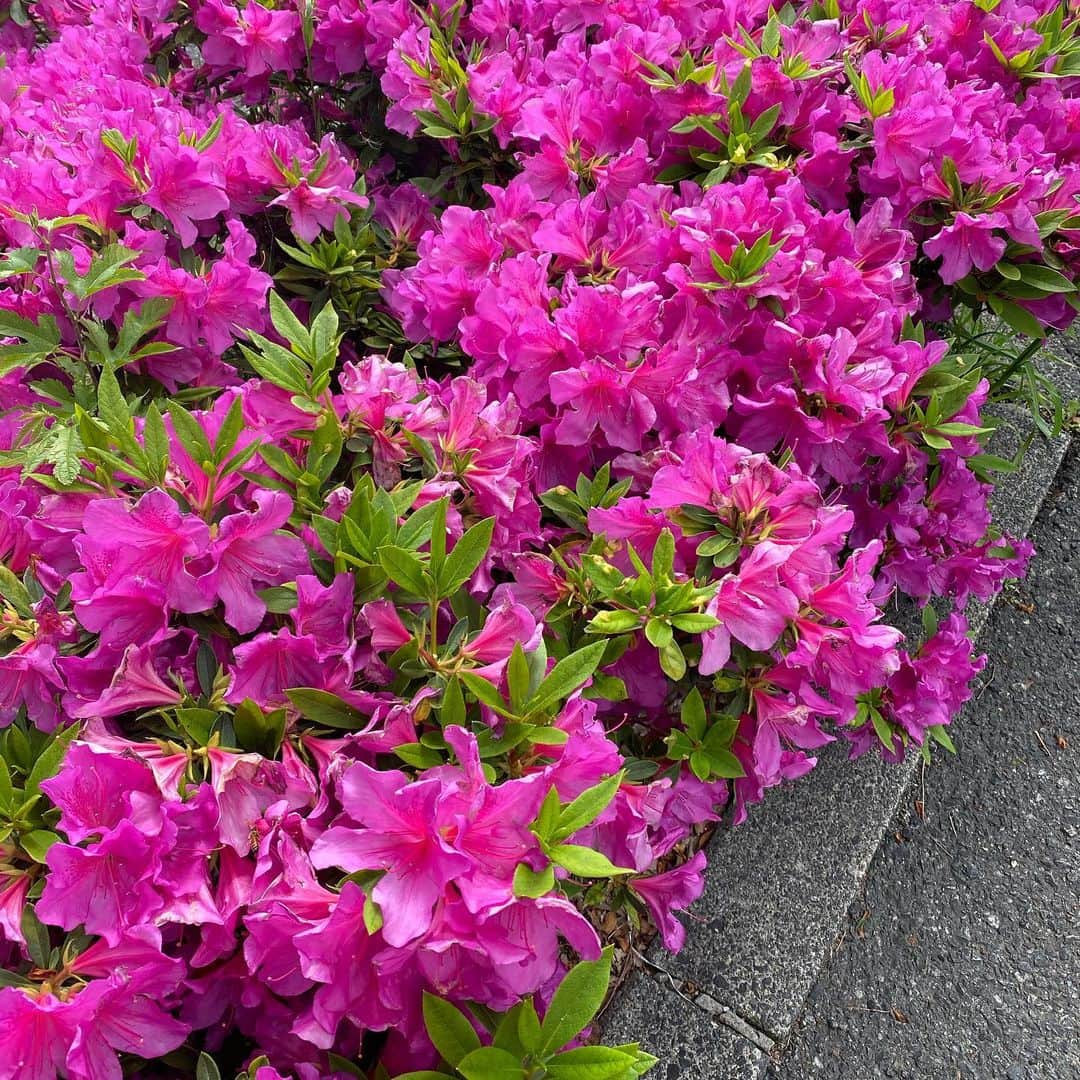 こまけいこのインスタグラム：「満開。  花は季節と共に咲き枯れていく。  毎年同じように。」