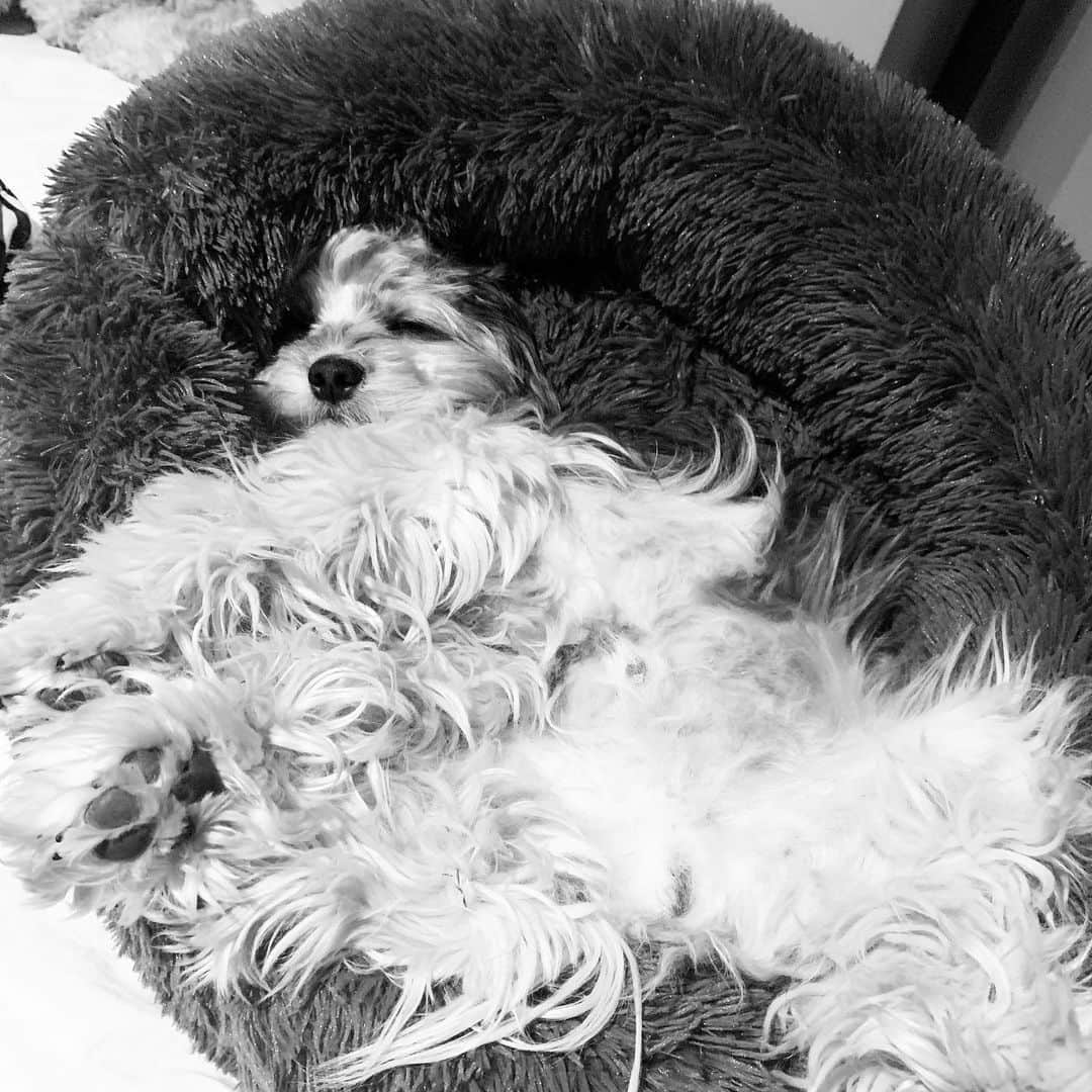 アマニ・ファンシーのインスタグラム：「m o o d ⁣ ⁣meet my favorite lil’ model: Domino Fancy 🐶」