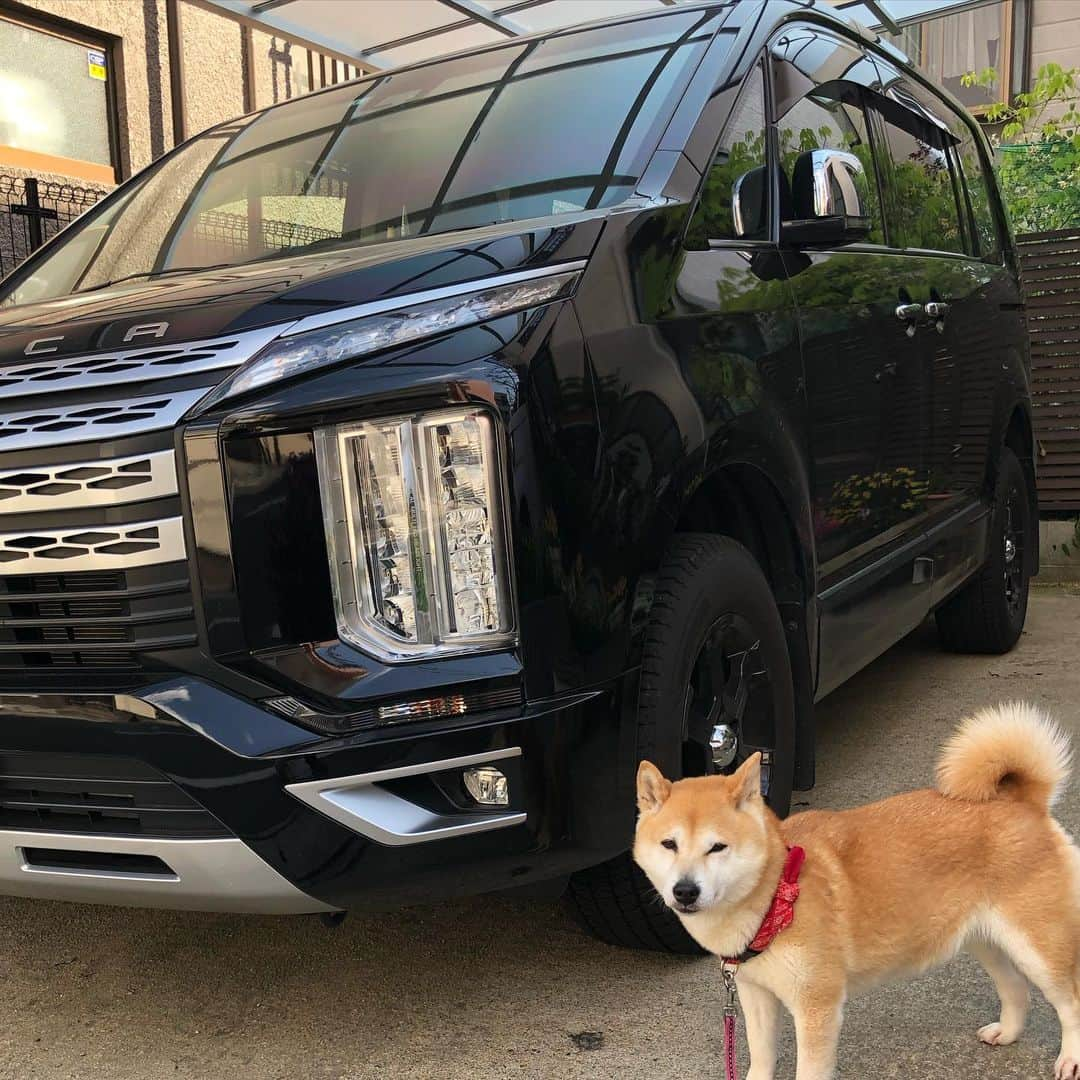 柴犬小春のインスタグラム