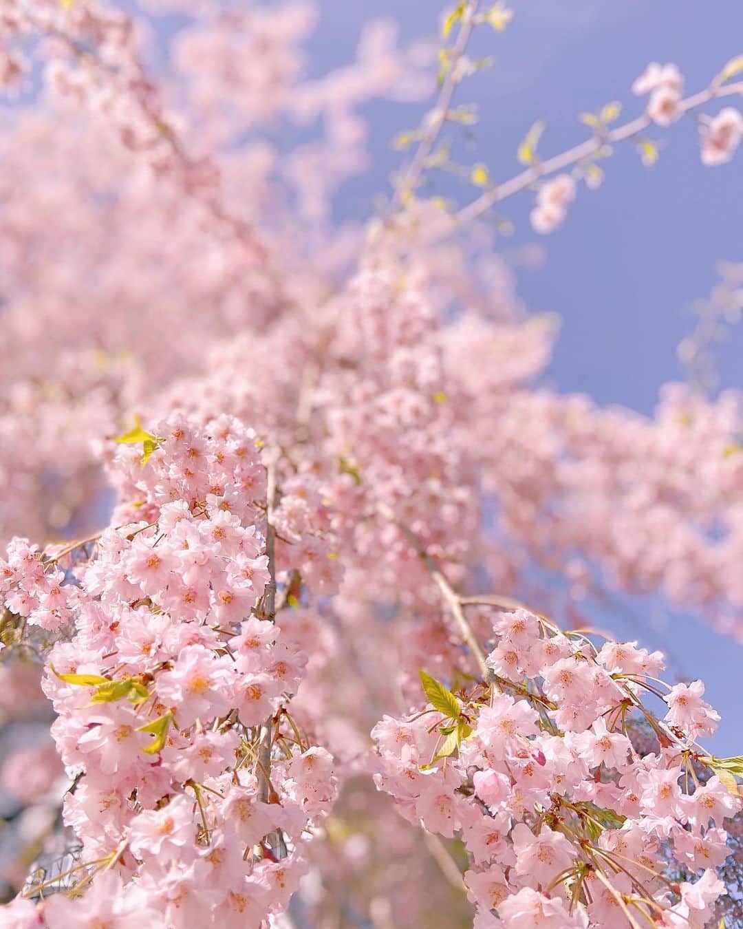 のインスタグラム：「Sakura sakura and a rose-yellow moon.」