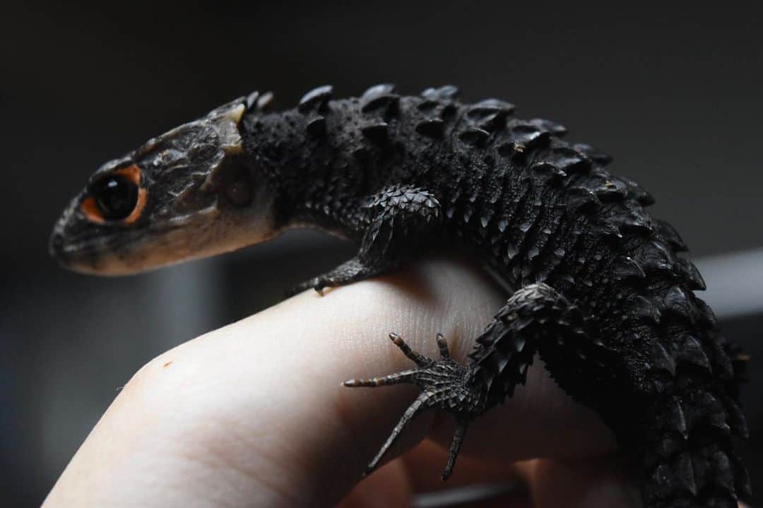 まっすーさんのインスタグラム写真 まっすーinstagram 脱皮直後 マットブラック ドラゴン トカゲ 爬虫類 アカメカブトトカゲ ペット カッコイイ イケメン Reptiles Animals Pets 4月24日 22時10分 Massuchannel