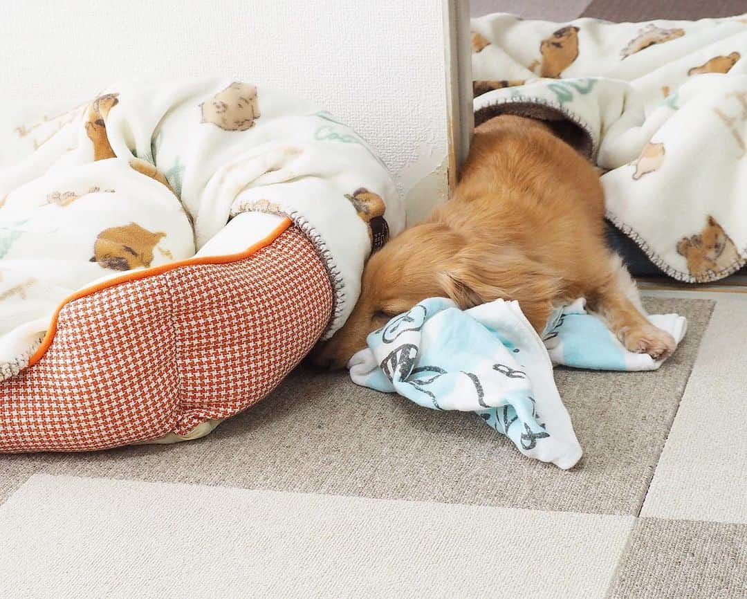 Sora Momoさんのインスタグラム写真 - (Sora MomoInstagram)「飛び出すそら🐶💤🐶💤 ☺︎ もものそばで寝たかったんだよね😂 ☺︎ #お昼寝#毎度おなじみ#ベッドから飛び出す#飛び出すのに#ブランケットは被りたい#隣の部屋からこんにちは#もものそばで寝たい#ということにしておこう #いつも変な寝方#寝相悪すぎ#仲良し#そらともも #ダックス#ミニチュアダックス#ダックス多頭飼い  #dachshund #miniaturedachshund」4月24日 22時20分 - teratera_sorapu_