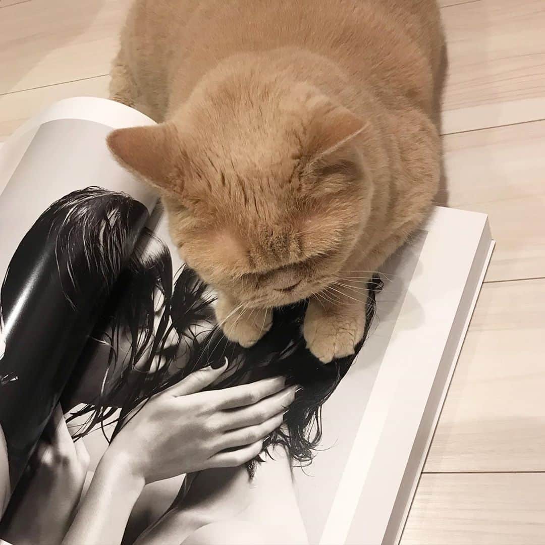 濱中鮎子のインスタグラム：「夜は僕の時間。  #cat #ネコ #小心者の親分 #チャイ坊 #チャイ #chai #britishshorthair #ブリティッシュショートヘア #クラッシュフェイス #ぶチャイく #愛の交歓」