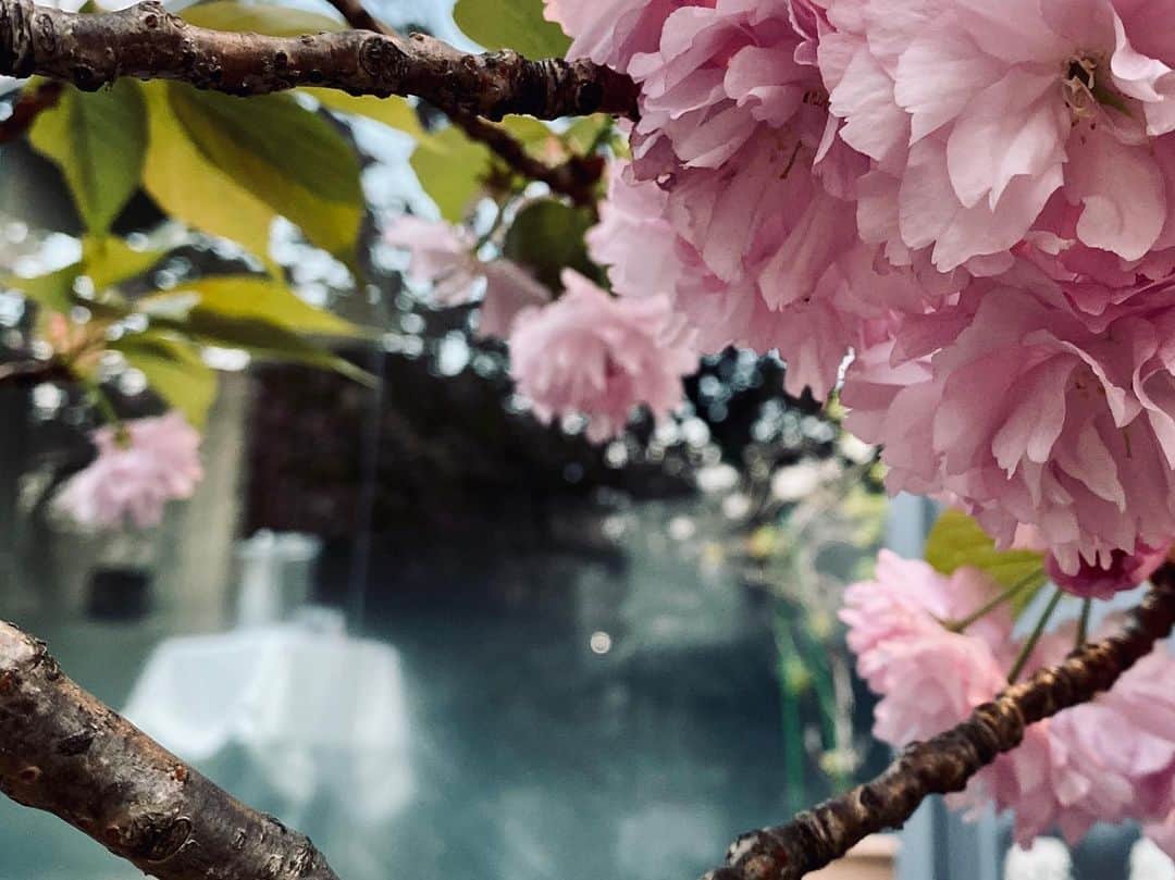 早織さんのインスタグラム写真 - (早織Instagram)「春も過ぎていく」4月24日 22時40分 - saorioboegaki