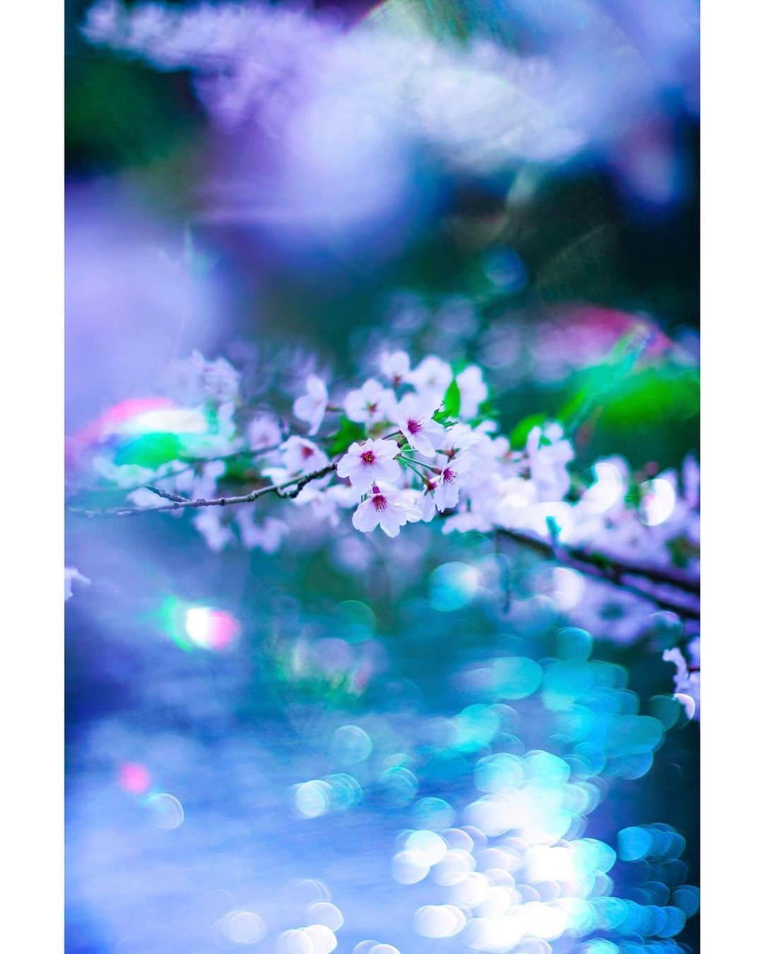 メグのん♡ A k i k oのインスタグラム：「♡Waterside flowers . . 私の職場もいよいよ 明日から臨時休業。 . お互い元気で！また会おう！ . と、同僚に手を振り別れる。 . まるで世紀末・・・。 . 大変な事になっているのだ。 改めて思う。 . . 明日から祈りを込めて ステイホーム。 . . ♡」