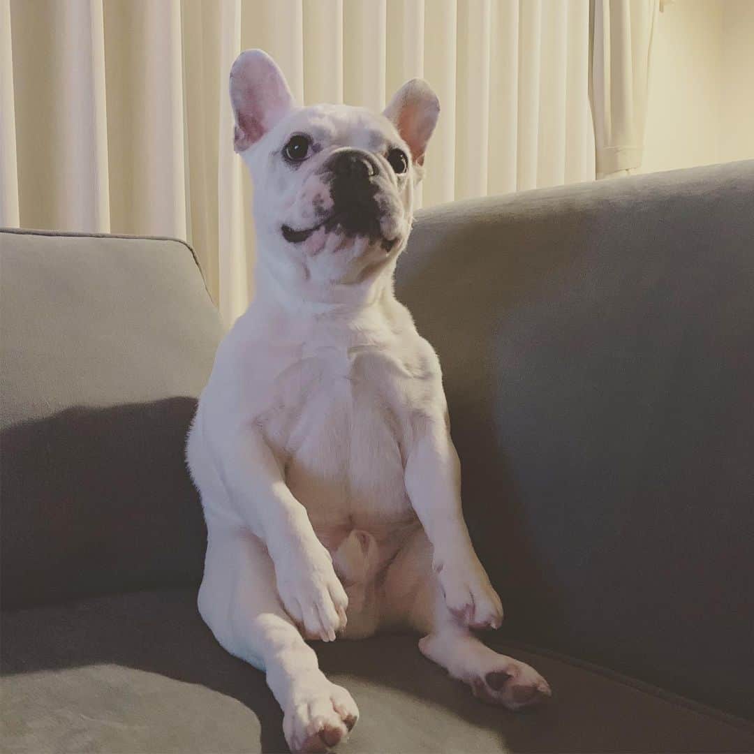 鑑田幸代のインスタグラム：「座る犬🐷 #止まったまま #座り続ける #グーちゃん #腹筋割れてる #デブじゃ無かったのね  #frenchbulldog  #frenchbulldogs  #french_bulldogs  #frenchie  #buhi  #ハニーパイド #フレブル  #グース #グーちゃん」