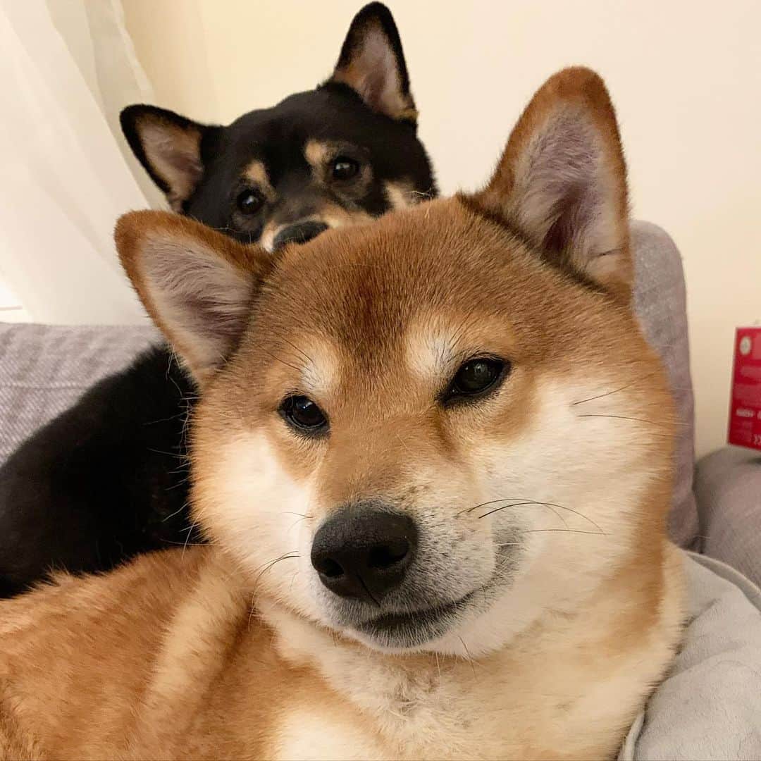 ?Fricko the Shiba Inu?のインスタグラム：「Hehe, all eyes are on me 😎🥺 🐾 🐾 🐾 #FrickoandKeaton #🐶 #☀️ #shiba #shibainu #dog #柴犬 #赤柴 #黒柴  #adorable #shibalovers #shibaholics  #dogoftheday  #weeklyfluff #aww #dogstagram  #dogscorner #puppiesofinstagram #shibapuppy」
