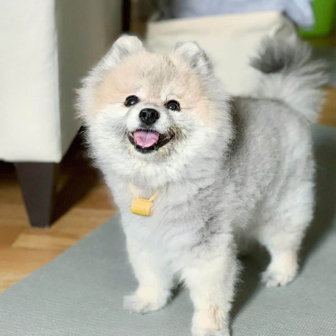 Ella Chuffyさんのインスタグラム写真 - (Ella ChuffyInstagram)「Chuffy 🦮🤍 . . . . . . . . . #ellachuffy #pet #petstagram #pomeranianpage #dog_features #pomeraniansofinstagram #dogsofinstaworld #stayhome #cutedogs #pomeranian_lovers #pomeranianlife #pomeranianworld #teddybeardog #pomeranian #dogsofinstaworld #aplacetolovedogs #dogoftheday #justpomeranians #fluffypack #dogoftheday #anmlsposts #thedailypompom #picoftheday #iflmdog #犬 #狗 #everydaydoglover  #pomeranianww #justpomeranians @justpomeranian @tinnypaws」4月24日 23時13分 - missdiad