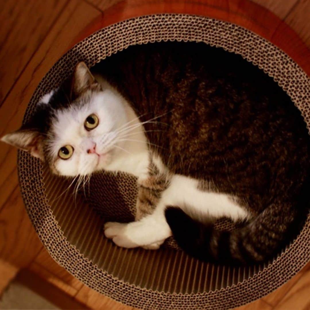 OKAさんのインスタグラム写真 - (OKAInstagram)「おやすみー #ときどきまこやん #mako_memorial #まこという名の不思議顔の猫」4月25日 0時11分 - ytrpics