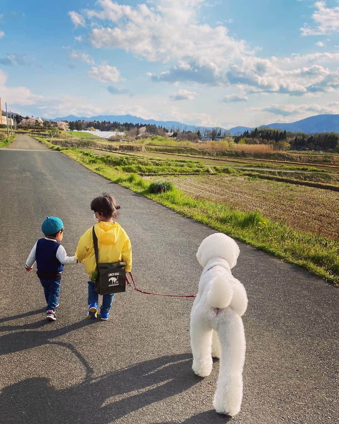 たまねぎさんのインスタグラム写真 - (たまねぎInstagram)「. . 夕んぽ . . #standardpoodle #dog #lovedogs #poodlesofinstagram #スタンダードプードル #whitepoodle #大型犬と子供 #poodle #dogstagram #いぬのいる生活 #もふもふ部 #わんこ部 #子どもと犬 #kidsanddog  #いぬのきもち #犬と暮らす #いぬなしでは生きていけません  #ママリ #キズナ #コドモノ #いこーよ #いぬのきもち #お散歩🐾 #手を繋ぐ #姉弟 #夕んぽ」4月25日 2時05分 - tamanegi.qoo.riku