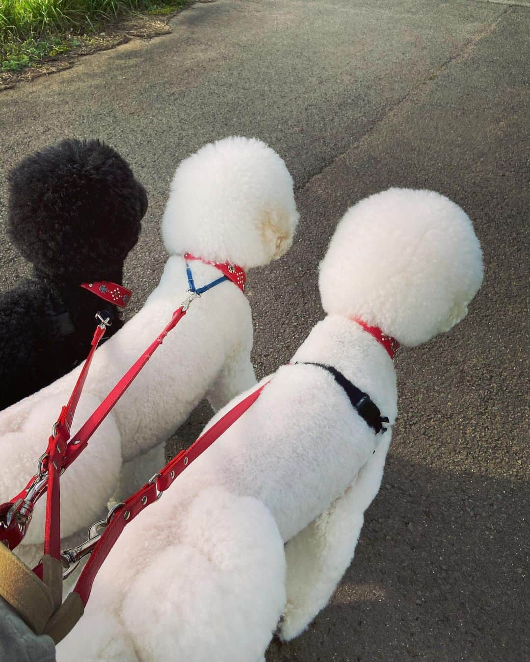 たまねぎさんのインスタグラム写真 - (たまねぎInstagram)「. . 夕んぽ . . #standardpoodle #dog #lovedogs #poodlesofinstagram #スタンダードプードル #whitepoodle #大型犬と子供 #poodle #dogstagram #いぬのいる生活 #もふもふ部 #わんこ部 #子どもと犬 #kidsanddog  #いぬのきもち #犬と暮らす #いぬなしでは生きていけません  #ママリ #キズナ #コドモノ #いこーよ #いぬのきもち #お散歩🐾 #手を繋ぐ #姉弟 #夕んぽ」4月25日 2時05分 - tamanegi.qoo.riku