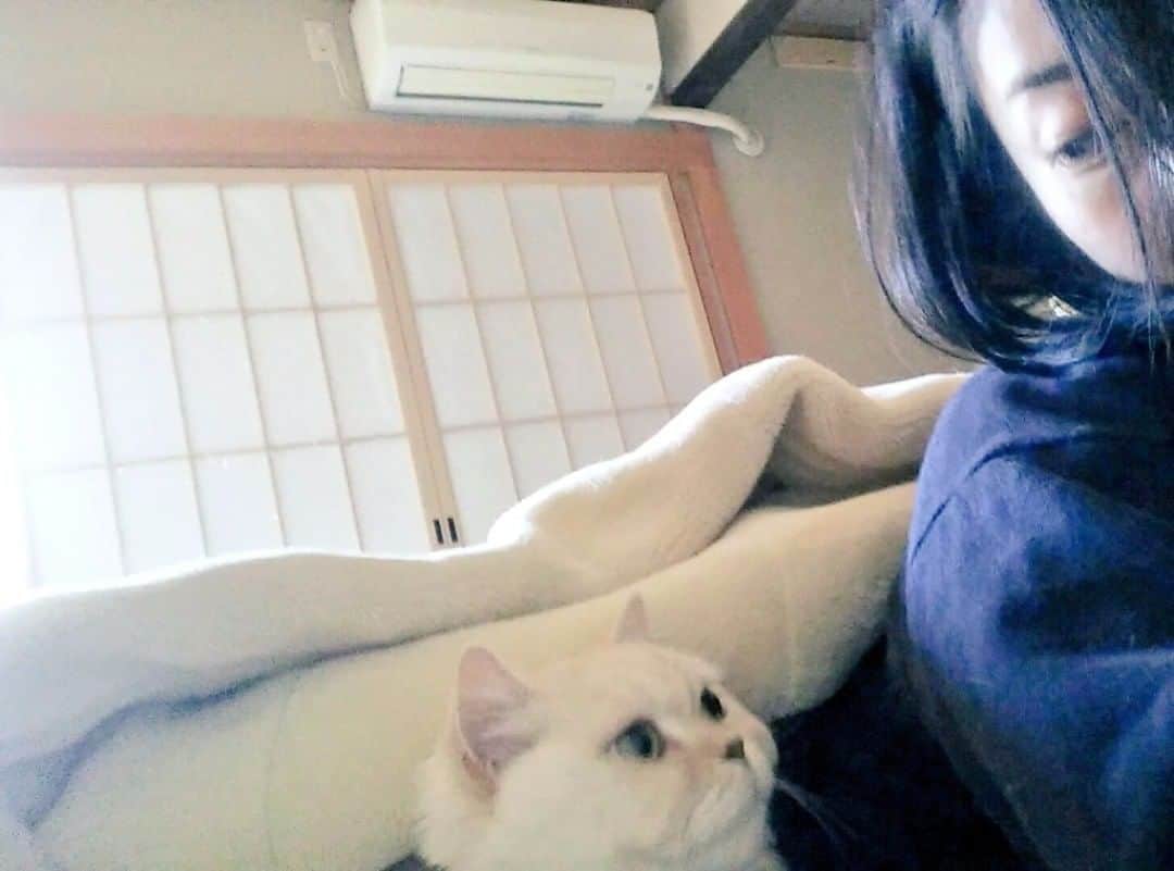 佐藤寛子さんのインスタグラム写真 - (佐藤寛子Instagram)「atamaBOSSA＆nuco  #ねこ#ぬこ#cat」4月25日 11時57分 - memeco.s