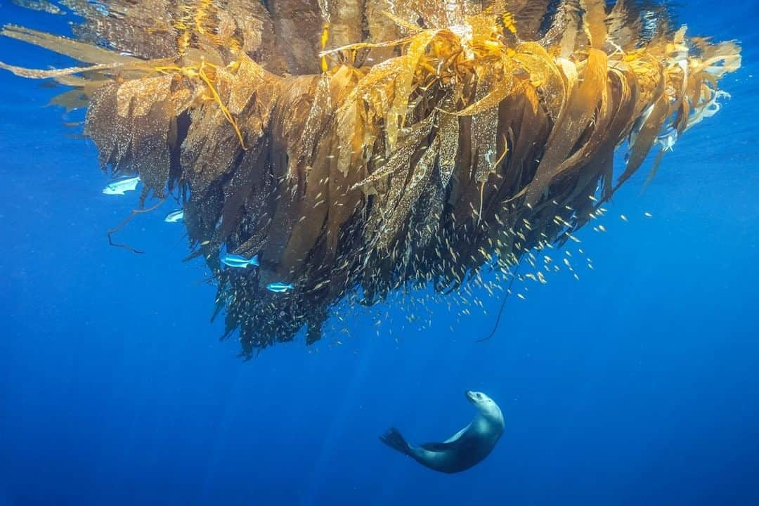 ナショナルジオグラフィックさんのインスタグラム写真 - (ナショナルジオグラフィックInstagram)「Photo by @brianskerry | A California sea lion investigates a drifting kelp paddy teeming with fish in the waters of Cortes Bank, located a hundred miles (about 175 km) off San Diego, California. Giant kelp frequently breaks free from the seafloor and gathers in paddies that drift on the surface, attracting marine life.  Cortes Bank is an underwater mountain range that has created a unique habitat of kelp forest and surf grass on the bottom of the ocean, enabling a variety of marine life to thrive in the water above. Places like this are rarely seen yet are vital to the health of our planet. Follow @BrianSkerry for more ocean pictures and stories.  #kelp #California #sealion #marineprotectedareas」4月25日 12時00分 - natgeo