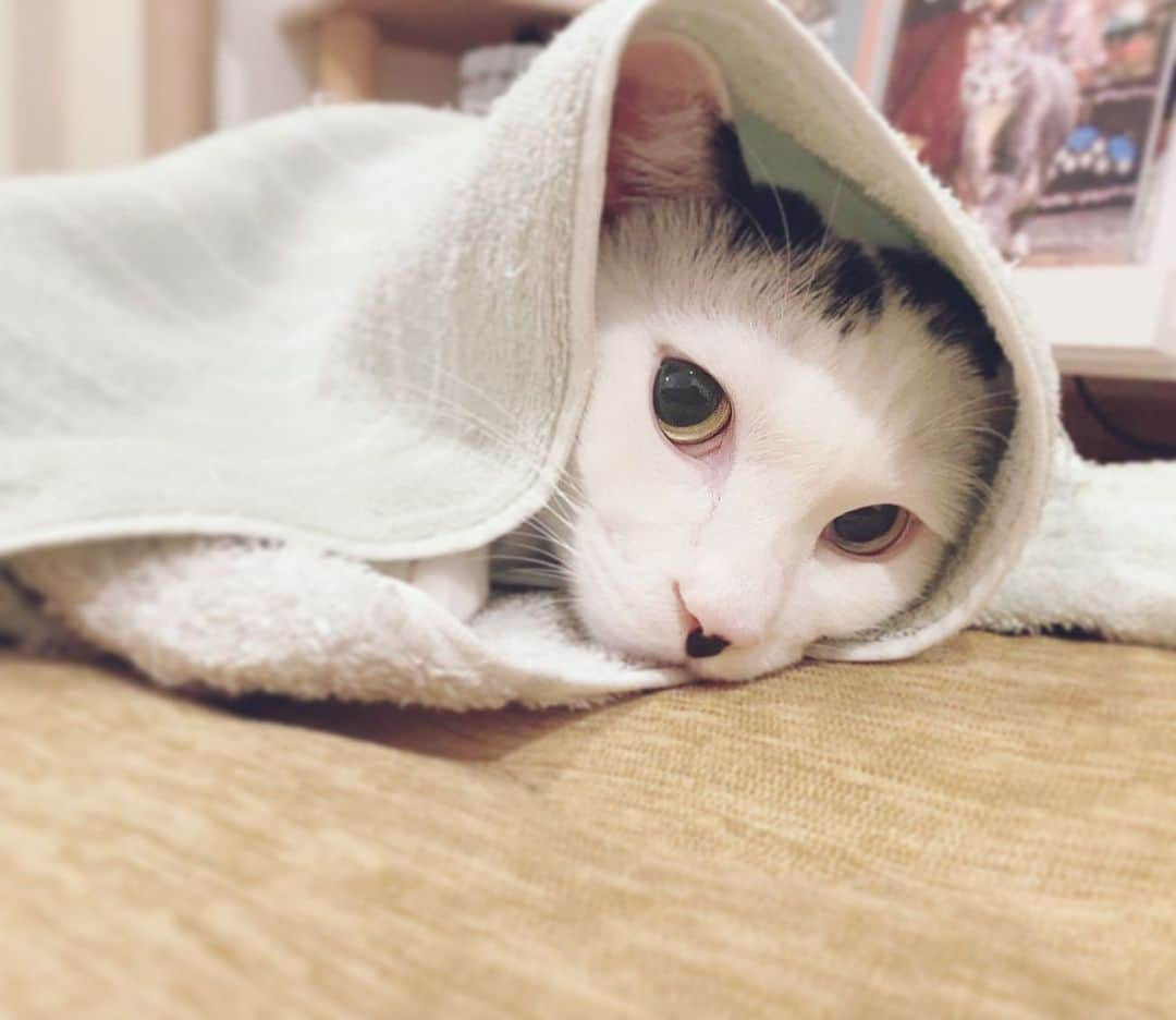 佐藤乃莉さんのインスタグラム写真 - (佐藤乃莉Instagram)「可愛子ぶりっ子🙈💘 #instacat #love#family #pic#おすし」4月25日 12時00分 - nori_sato_