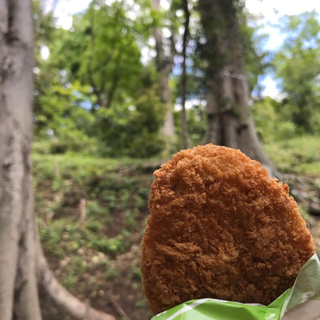 小谷あゆみのインスタグラム：「森でコロッケを食べていたら思わぬ客人におどろかされたという昨日の話。 あるんですよ、世田谷のど真ん中にも鬱蒼とした森が。 ⇒続きはブログに書きました https://ameblo.jp/ayumimaru1155/entry-12592237390.html」