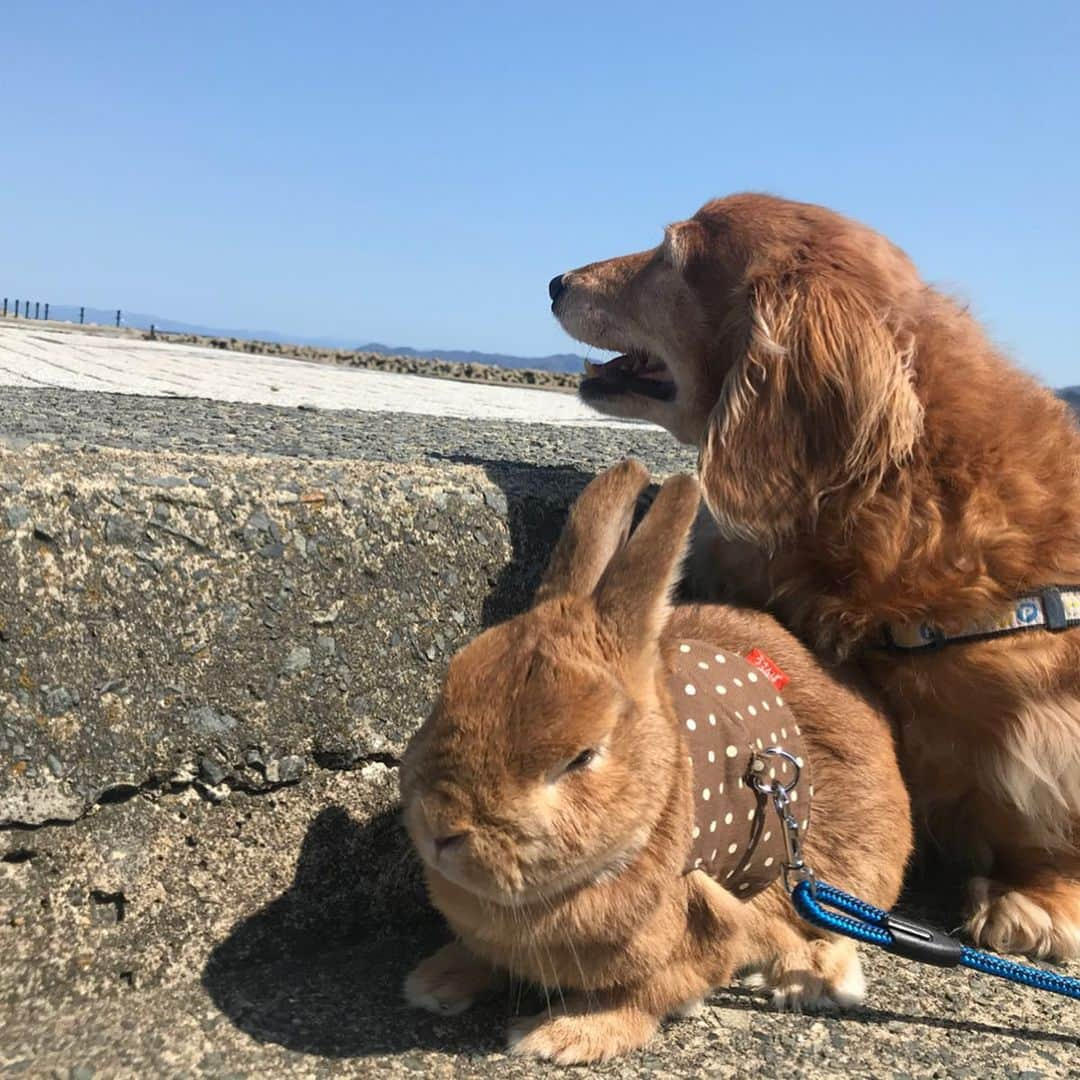 Chieko Shibutaさんのインスタグラム写真 - (Chieko ShibutaInstagram)「たろー🐶&うじゃこ🐰地方☀️ 早朝　あさんぽ🏖 ここから先　封鎖⛓ 誰もいない🐚 潮風をプチ満喫して帰宅🏠 💕✨🐶🍀🐰✨💕 💕 #わんこの散歩 #dachshund #dachshunds #dachshundlove #dog #dogs #doglove #instadog #instagram #instagood #pet #pets #petsagram #cute #cutepe #cutepet #cutedog #cuteanimals #likes #smile #rabbit #ラビット #ミニュチュア #ミニュチュアダックス  #ミニュチュアダックスフント #うさぎ部 #うさぎ #ダックス #ダックスフンドロングヘアー#犬とうさぎ」4月25日 12時08分 - chieko.81