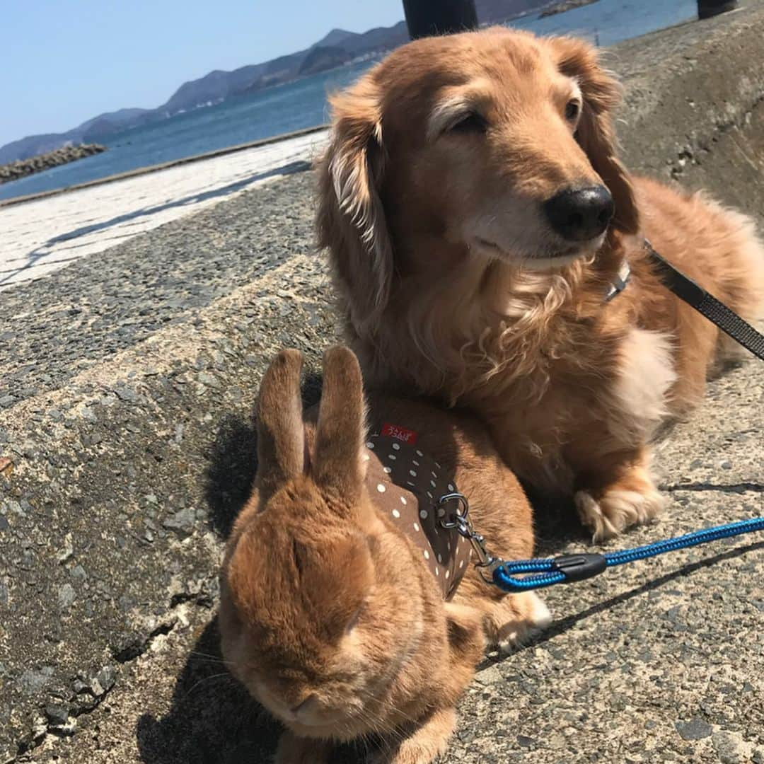 Chieko Shibutaさんのインスタグラム写真 - (Chieko ShibutaInstagram)「たろー🐶&うじゃこ🐰地方☀️ 早朝　あさんぽ🏖 ここから先　封鎖⛓ 誰もいない🐚 潮風をプチ満喫して帰宅🏠 💕✨🐶🍀🐰✨💕 💕 #わんこの散歩 #dachshund #dachshunds #dachshundlove #dog #dogs #doglove #instadog #instagram #instagood #pet #pets #petsagram #cute #cutepe #cutepet #cutedog #cuteanimals #likes #smile #rabbit #ラビット #ミニュチュア #ミニュチュアダックス  #ミニュチュアダックスフント #うさぎ部 #うさぎ #ダックス #ダックスフンドロングヘアー#犬とうさぎ」4月25日 12時08分 - chieko.81