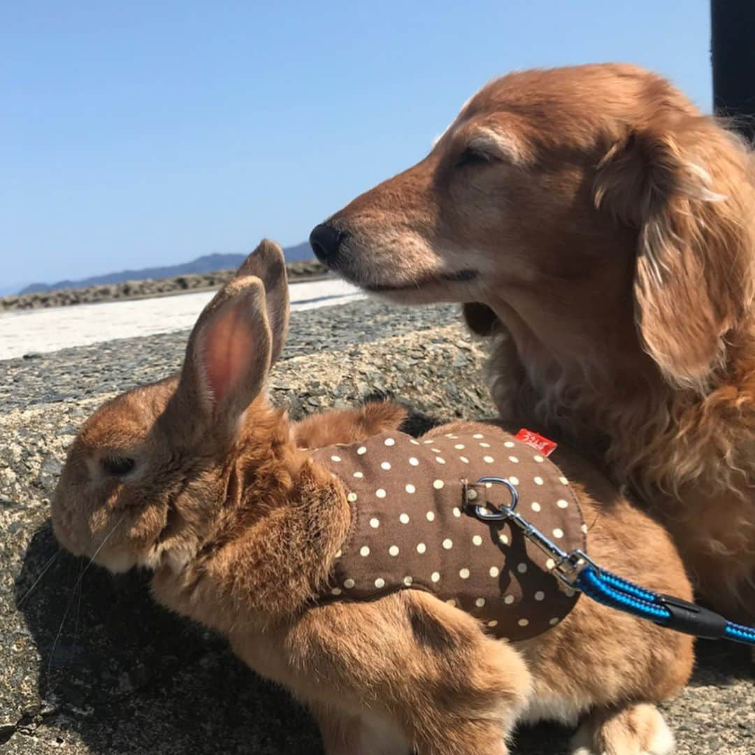 Chieko Shibutaさんのインスタグラム写真 - (Chieko ShibutaInstagram)「たろー🐶&うじゃこ🐰地方☀️ 早朝　あさんぽ🏖 ここから先　封鎖⛓ 誰もいない🐚 潮風をプチ満喫して帰宅🏠 💕✨🐶🍀🐰✨💕 💕 #わんこの散歩 #dachshund #dachshunds #dachshundlove #dog #dogs #doglove #instadog #instagram #instagood #pet #pets #petsagram #cute #cutepe #cutepet #cutedog #cuteanimals #likes #smile #rabbit #ラビット #ミニュチュア #ミニュチュアダックス  #ミニュチュアダックスフント #うさぎ部 #うさぎ #ダックス #ダックスフンドロングヘアー#犬とうさぎ」4月25日 12時08分 - chieko.81