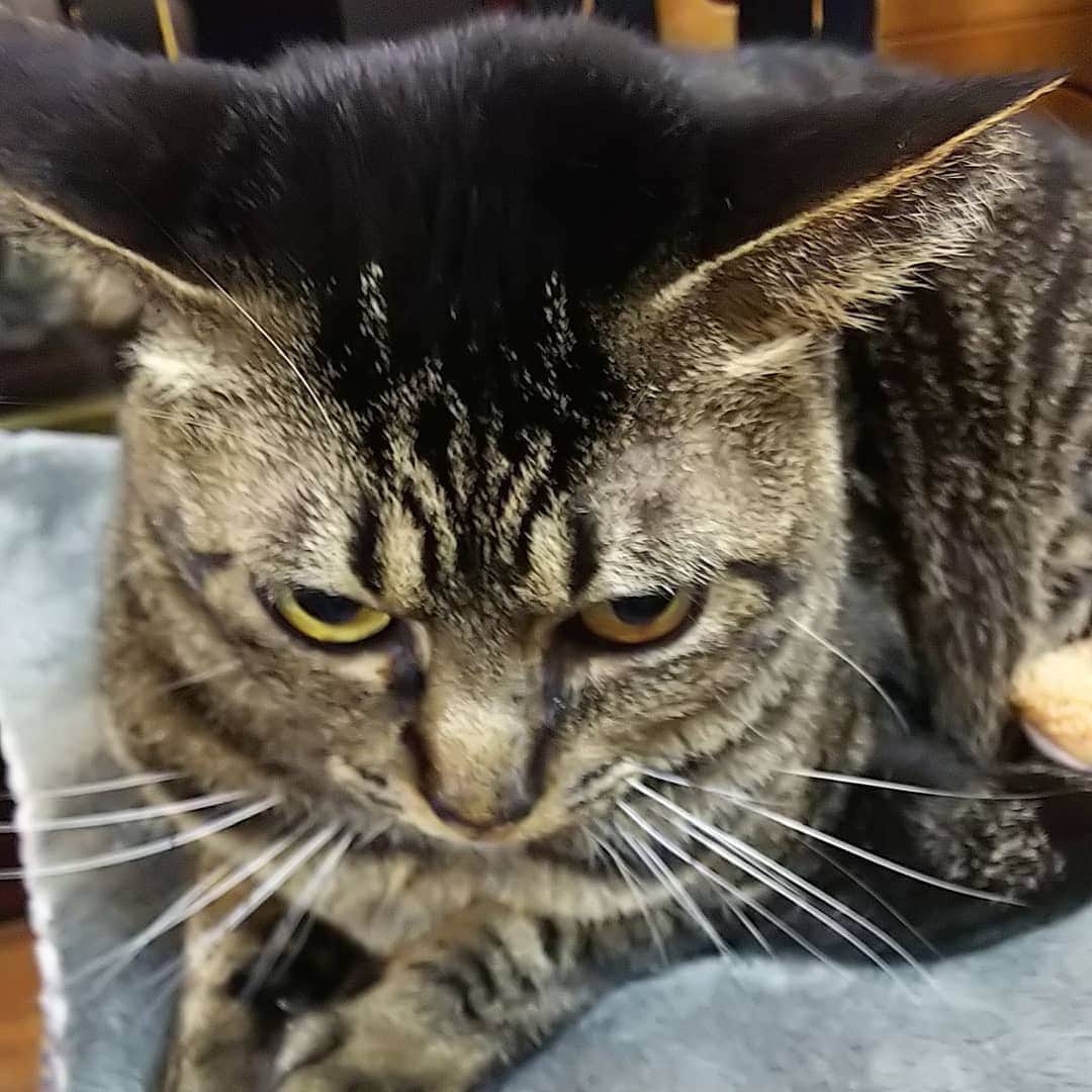 三宅裕子さんのインスタグラム写真 - (三宅裕子Instagram)「ソラ☺  とっても優しい🐱です♡（実家猫では唯一男の子） 何をしても怒らずいつも穏やかで甘えんぼちゃんなんだ。  うさぎの帽子もかぶってくれました😂  コロナが落ち着いたら会いたいなぁ。。 #memory #思い出 #使ってなかった写真 #実家猫 #名古屋 #キジトラ #大好き #猫好きな人と繋がりたい」4月25日 12時34分 - yuko_miyake