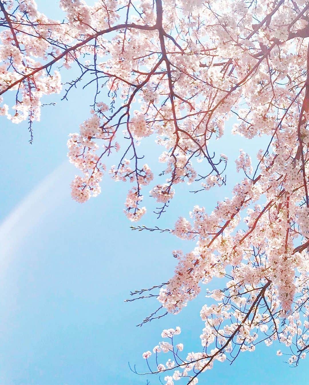 松浦彩さんのインスタグラム写真 - (松浦彩Instagram)「思い出の桜🌸 これは2018年、鶴岡市のあつみ温泉地内の桜♨️ お日さまの光を浴びた桜の、透き通るような繊細さが好きです。 ⠀ 日々いろんなことがありますが、こんな時こそ思いやりや優しさを忘れずにいたいなあと思います🌼 ⠀ そういえば本日4月25日20時から、友人のkiyoさんと人生初のインスタライブをすることになりました🥰 機械オンチなので無事にはじめられるかな…笑 ⠀ よろしければのぞいてみてください🌷 ⠀ #写真でやまがた旅気分 #yamagata #tsuruoka #山形 #鶴岡 #鶴岡市 #sakura #桜 #エアー花見 #過去写真 #わたしは今日もおうちで元気です」4月25日 12時48分 - ayamatsuura.s