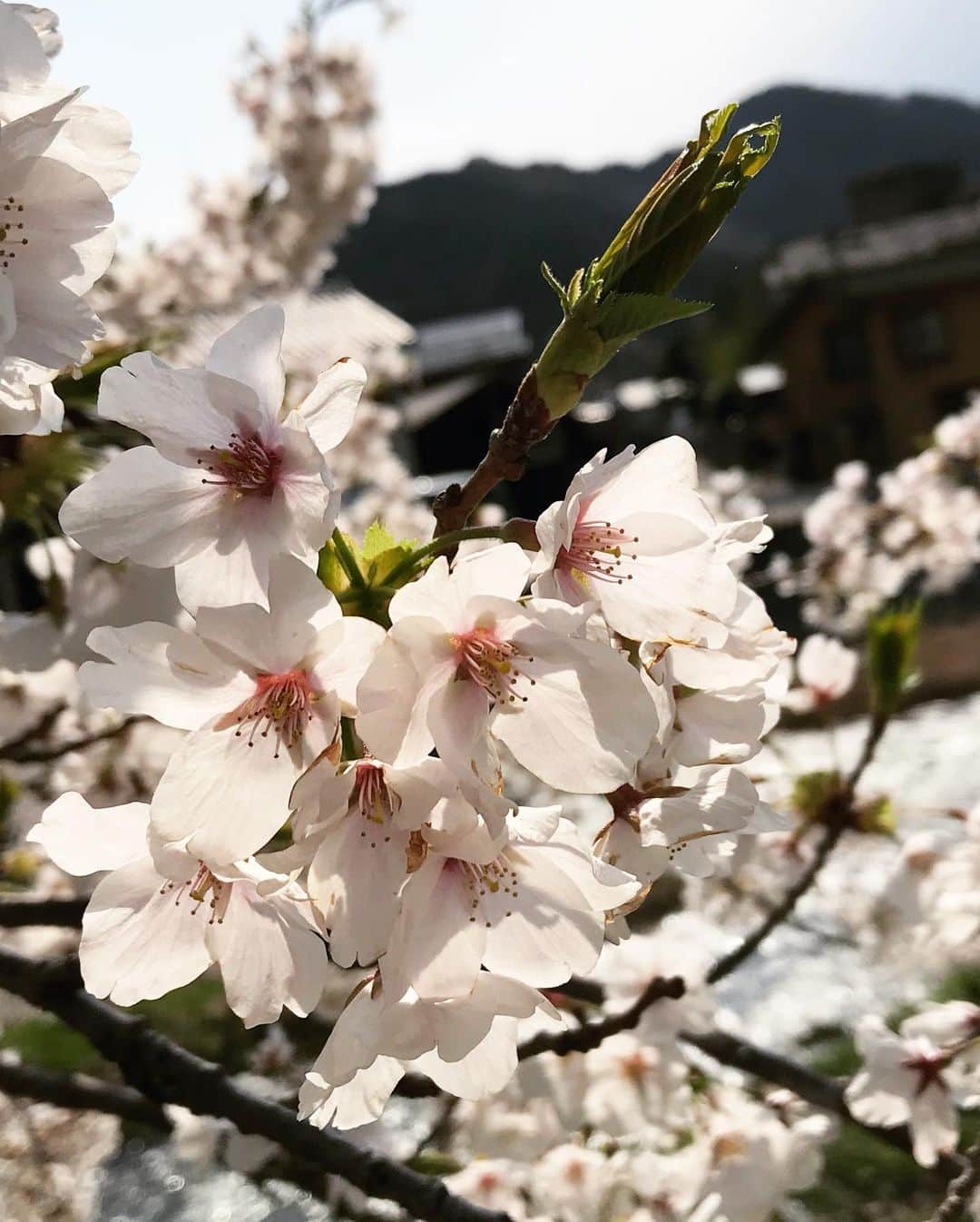 松浦彩さんのインスタグラム写真 - (松浦彩Instagram)「思い出の桜🌸 これは2018年、鶴岡市のあつみ温泉地内の桜♨️ お日さまの光を浴びた桜の、透き通るような繊細さが好きです。 ⠀ 日々いろんなことがありますが、こんな時こそ思いやりや優しさを忘れずにいたいなあと思います🌼 ⠀ そういえば本日4月25日20時から、友人のkiyoさんと人生初のインスタライブをすることになりました🥰 機械オンチなので無事にはじめられるかな…笑 ⠀ よろしければのぞいてみてください🌷 ⠀ #写真でやまがた旅気分 #yamagata #tsuruoka #山形 #鶴岡 #鶴岡市 #sakura #桜 #エアー花見 #過去写真 #わたしは今日もおうちで元気です」4月25日 12時48分 - ayamatsuura.s