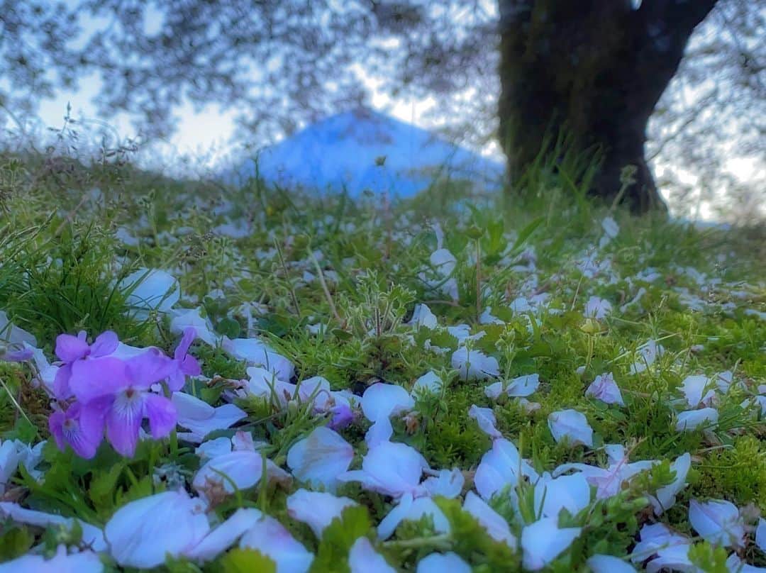 phantastic420のインスタグラム：「. 🤩🤩“Shizuoka” prefecture in Japan is a place where you can see the most “phantastic” Mt. Fuji🗻 in the world.🤩 #富士山 #mtfuji #japan #shizuoka #fujinomiya  #宮すた #miyasta @fujinomiyacity  #phantastic420photography #mostphantasticmtfuji #selamatpagi  #goodmorning  #おはようございます 😷😷😷😷😷😷😷🗻😷😷😷😷」