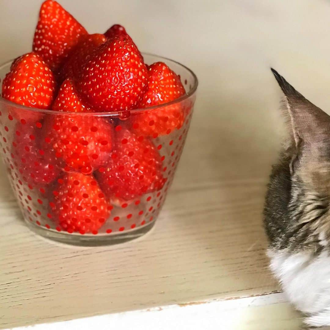 前野えまのインスタグラム