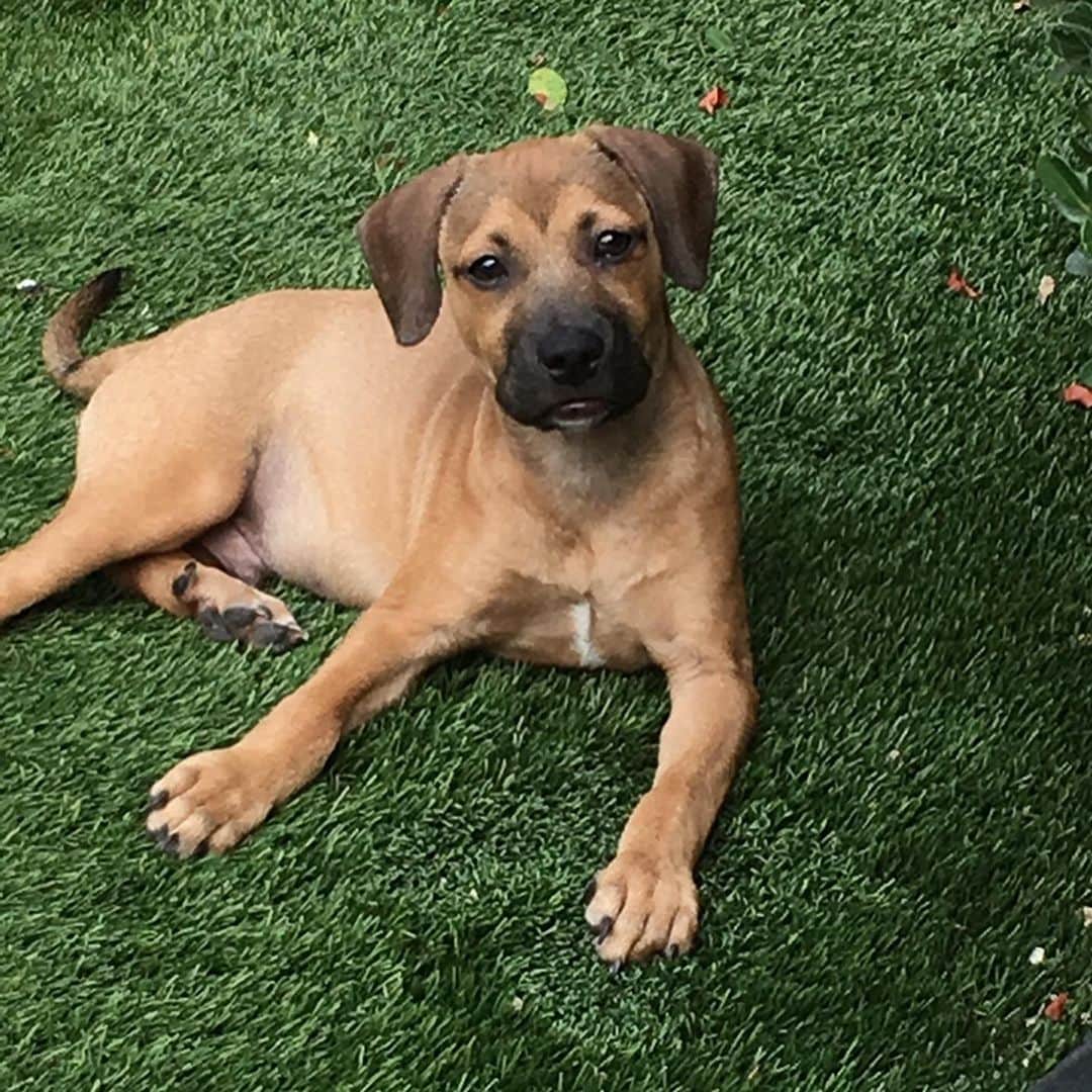 ロッチェル・エイツのインスタグラム：「Happy Birthday To Barkley! Today he makes 2 years old. I still can’t believe I’m a dog owner and how fast time has past! ♥️」