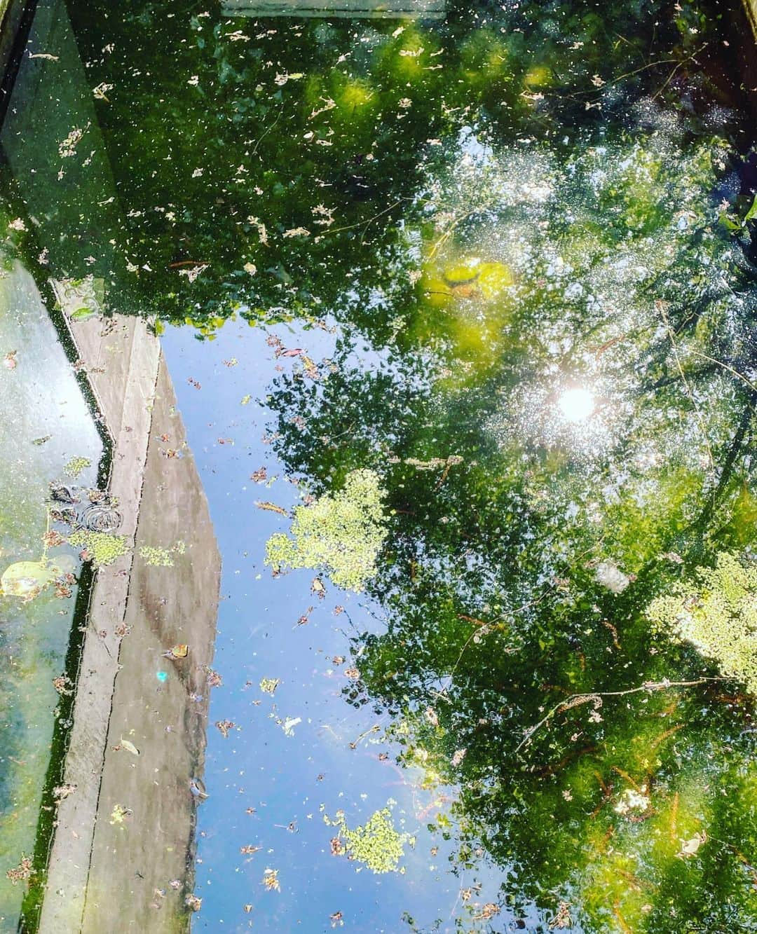 ニック・ナイトさんのインスタグラム写真 - (ニック・ナイトInstagram)「Isolation. Day 38. Pond full of newts.」4月25日 8時06分 - nick_knight