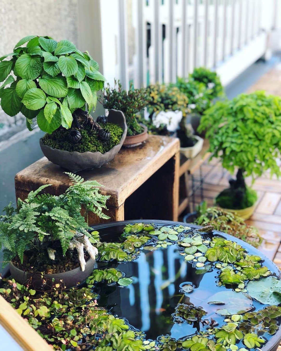 金成公信のインスタグラム：「おはよう Good morning ございます。#盆栽 #bonsai #bonsaijapan #japanesebonsai #wabisabi #bonsailovers #bonsailife #bonsaitree #bonsaiart #bonsaigram #bonsaiworld #plants #tree #greenlife #greenlifestyle #苔 #moss #睡蓮 #睡蓮鉢 #ビオトープ #biotope」