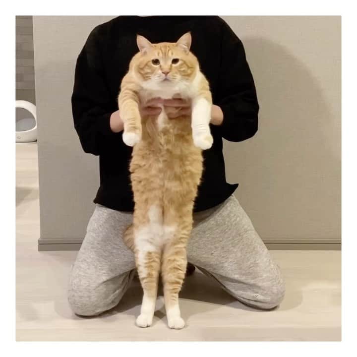 のインスタグラム：「＊ 家！めっちゃホリディ。by松浦ぐぴ。 ・ #ホリディは家にいよう #そしてウキウキな夏にしよう ・ Guppy is dancing.」