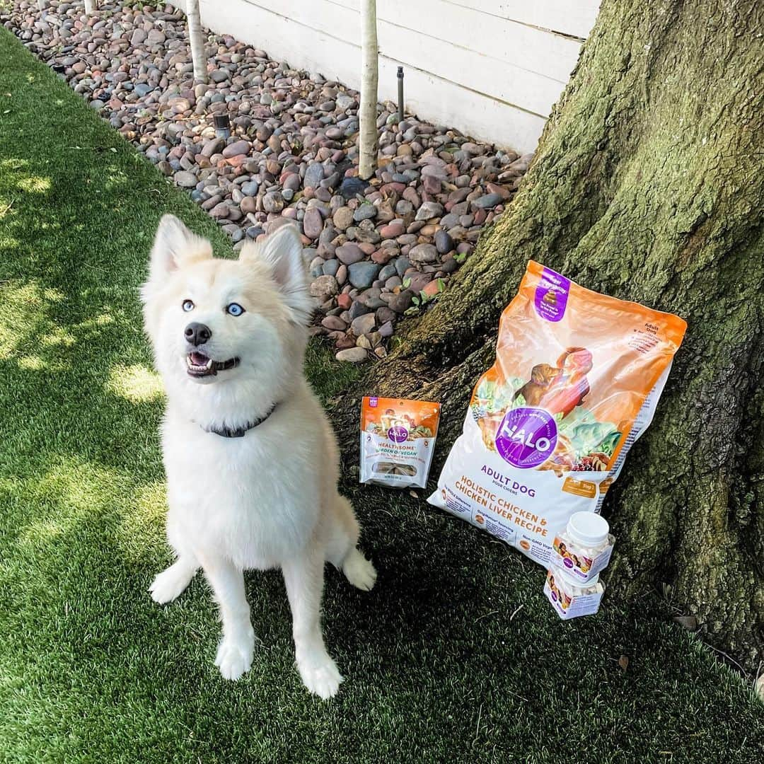 カルロス・コレアのインスタグラム：「Healthy food healthy pups! ❤️ @halopets」