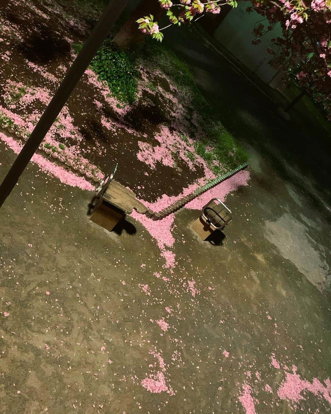 小田飛鳥さんのインスタグラム写真 - (小田飛鳥Instagram)「雨風のせいで、八重桜が一気に散り。。 花筏の様でした… #くぅももうるさい #ご近所さんごめんなさい  #来年はお花見したいね #今はどうぶつの森だね」4月25日 10時00分 - asuka_oda_0320