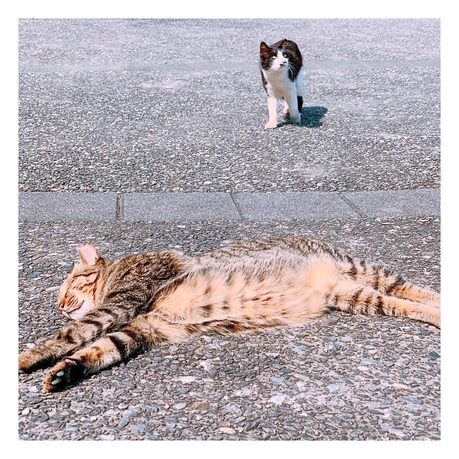 田中千絵さんのインスタグラム写真 - (田中千絵Instagram)「おはようございます。 みなさん、 お変わりないですか？  ここはある日の平日に訪れた、 台北から車で約30分ほどのところにある 猫の村・猴硐(ホウドン)です🐈  みなさんに少しでも 癒しのおすそ分けができれば 嬉しいです♪( ´▽｀) 。  台湾でのコロナですが、 落ち着いたかと思いきや、 まだまだ予断を許さない状況となっています。  そして、 日本の今年のゴールデンウィークは 「命を守るSTAY HOME週間」  これ以上、 尊い命が一瞬で奪われないためにも、 とにかくお家で過ごされてくださいね🏡  今日もみなさんにとって 素晴らしい日となりますように^ ^ . Let’s get over this difficult period together...! Have a beautiful weekend!!! . 早安！ 大家最近過的還好嗎？  最近的某一天， 第一次去了猴硐貓村🐈 這裡的喵星人都很愛撒嬌又可愛！ 跟大家分享一下這療癒氣氛喔♪( ´▽｀) 。  現在台灣的疫情也還沒有真正的穩定下來， 所以請大家還是繼續做好防疫工作喔！  日本今年的黃金週簡直就是 ‘保住生命的STAY HOME週’  為了不能再被病毒奪走我們寶貴的生命， 請在日本所有的朋友們盡量待在家喔🏡  祝福今天也有個美好的一天^ ^ . . . #台湾 #taiwan  #台湾旅行 #taiwantrip #exploringtaiwan  #猫の村 #猴硐貓村  #喵星人 #癒し #療癒  #コロナが早く終息しますように  #prayfortheworld  #stayhome  #台北と東京の生活  #中国語」4月25日 10時03分 - chietanaka817