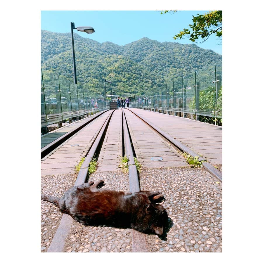 田中千絵さんのインスタグラム写真 - (田中千絵Instagram)「おはようございます。 みなさん、 お変わりないですか？  ここはある日の平日に訪れた、 台北から車で約30分ほどのところにある 猫の村・猴硐(ホウドン)です🐈  みなさんに少しでも 癒しのおすそ分けができれば 嬉しいです♪( ´▽｀) 。  台湾でのコロナですが、 落ち着いたかと思いきや、 まだまだ予断を許さない状況となっています。  そして、 日本の今年のゴールデンウィークは 「命を守るSTAY HOME週間」  これ以上、 尊い命が一瞬で奪われないためにも、 とにかくお家で過ごされてくださいね🏡  今日もみなさんにとって 素晴らしい日となりますように^ ^ . Let’s get over this difficult period together...! Have a beautiful weekend!!! . 早安！ 大家最近過的還好嗎？  最近的某一天， 第一次去了猴硐貓村🐈 這裡的喵星人都很愛撒嬌又可愛！ 跟大家分享一下這療癒氣氛喔♪( ´▽｀) 。  現在台灣的疫情也還沒有真正的穩定下來， 所以請大家還是繼續做好防疫工作喔！  日本今年的黃金週簡直就是 ‘保住生命的STAY HOME週’  為了不能再被病毒奪走我們寶貴的生命， 請在日本所有的朋友們盡量待在家喔🏡  祝福今天也有個美好的一天^ ^ . . . #台湾 #taiwan  #台湾旅行 #taiwantrip #exploringtaiwan  #猫の村 #猴硐貓村  #喵星人 #癒し #療癒  #コロナが早く終息しますように  #prayfortheworld  #stayhome  #台北と東京の生活  #中国語」4月25日 10時03分 - chietanaka817