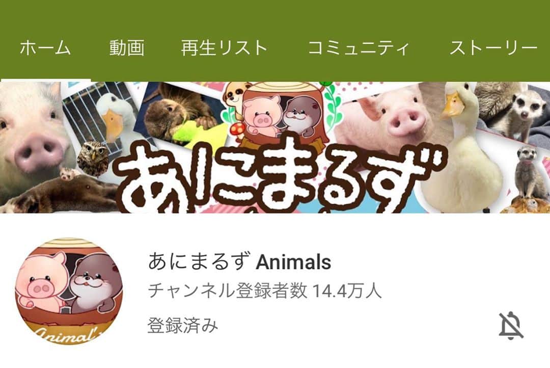 misoNosukeさんのインスタグラム写真 - (misoNosukeInstagram)「. . #おのだまーしー　@mabbits999 . . & . #まーくんと猫 @mahkun0114 . . のおかげで . #コラボ 出来た . #あにまるず チャンネル @animals_yokohama . . #10万人 おめでとう . #misono もコメント撮りました！」4月25日 10時33分 - misono_koda_official